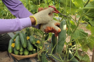 A person cutting a cucumber with a pair of scissors