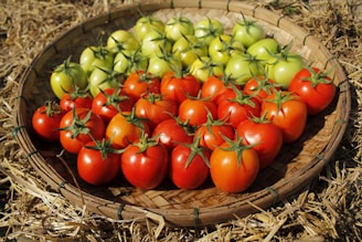A basket filled with lots of ripe tomatoes