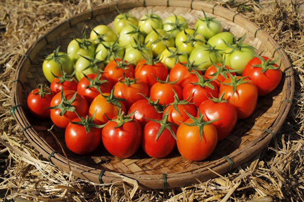 A basket filled with lots of ripe tomatoes