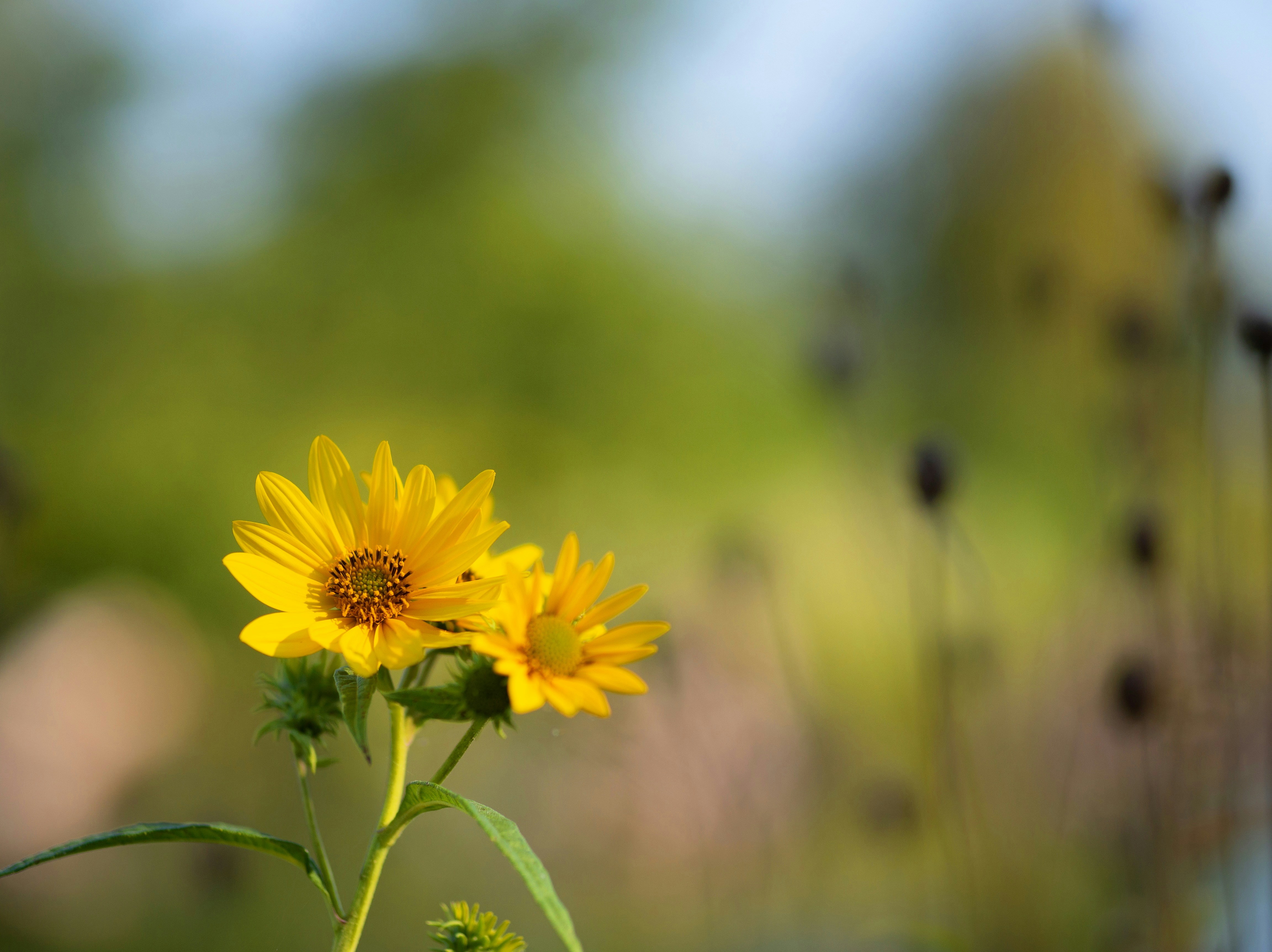 Photo by muscateer777