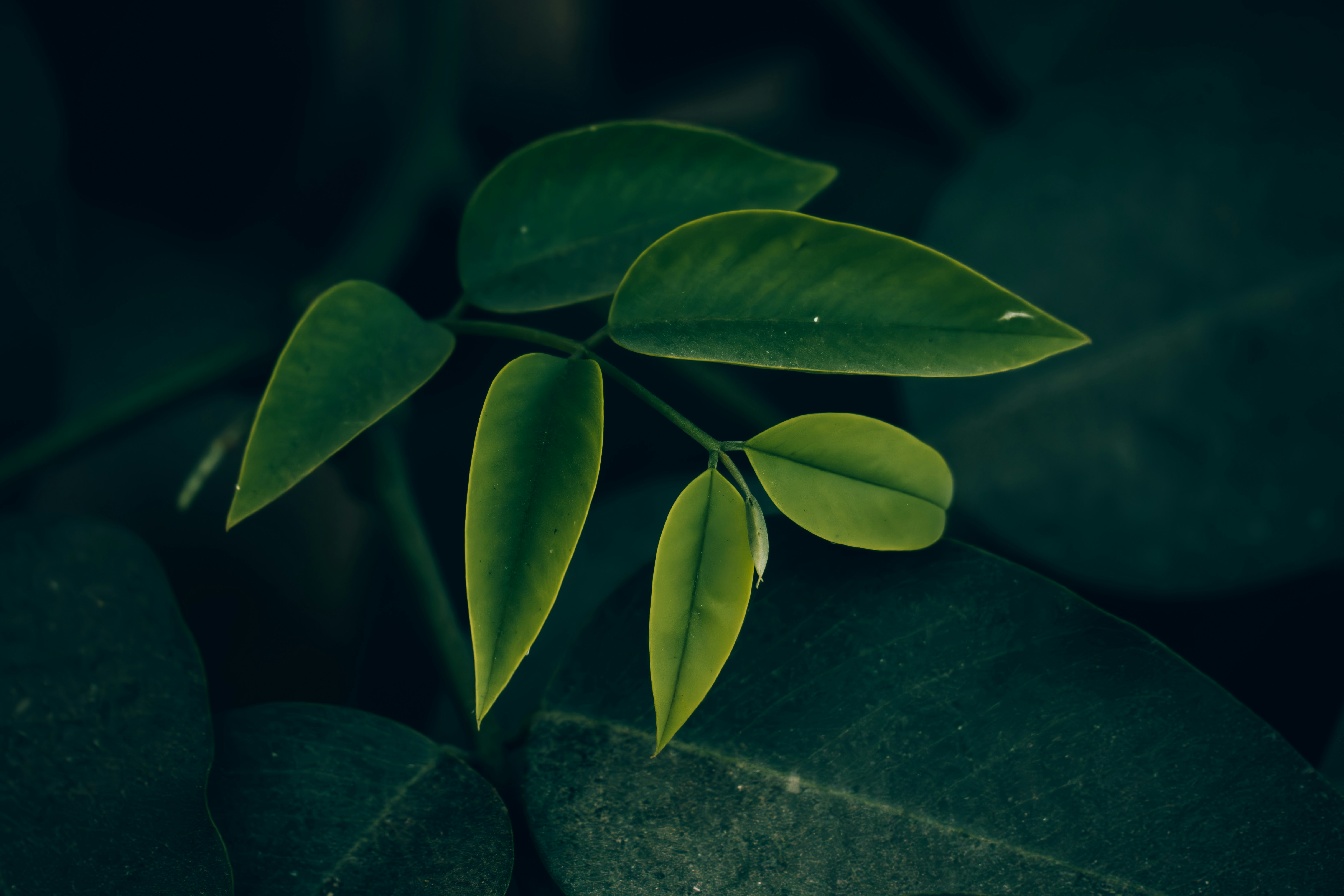 Photo by berserkdhanraj