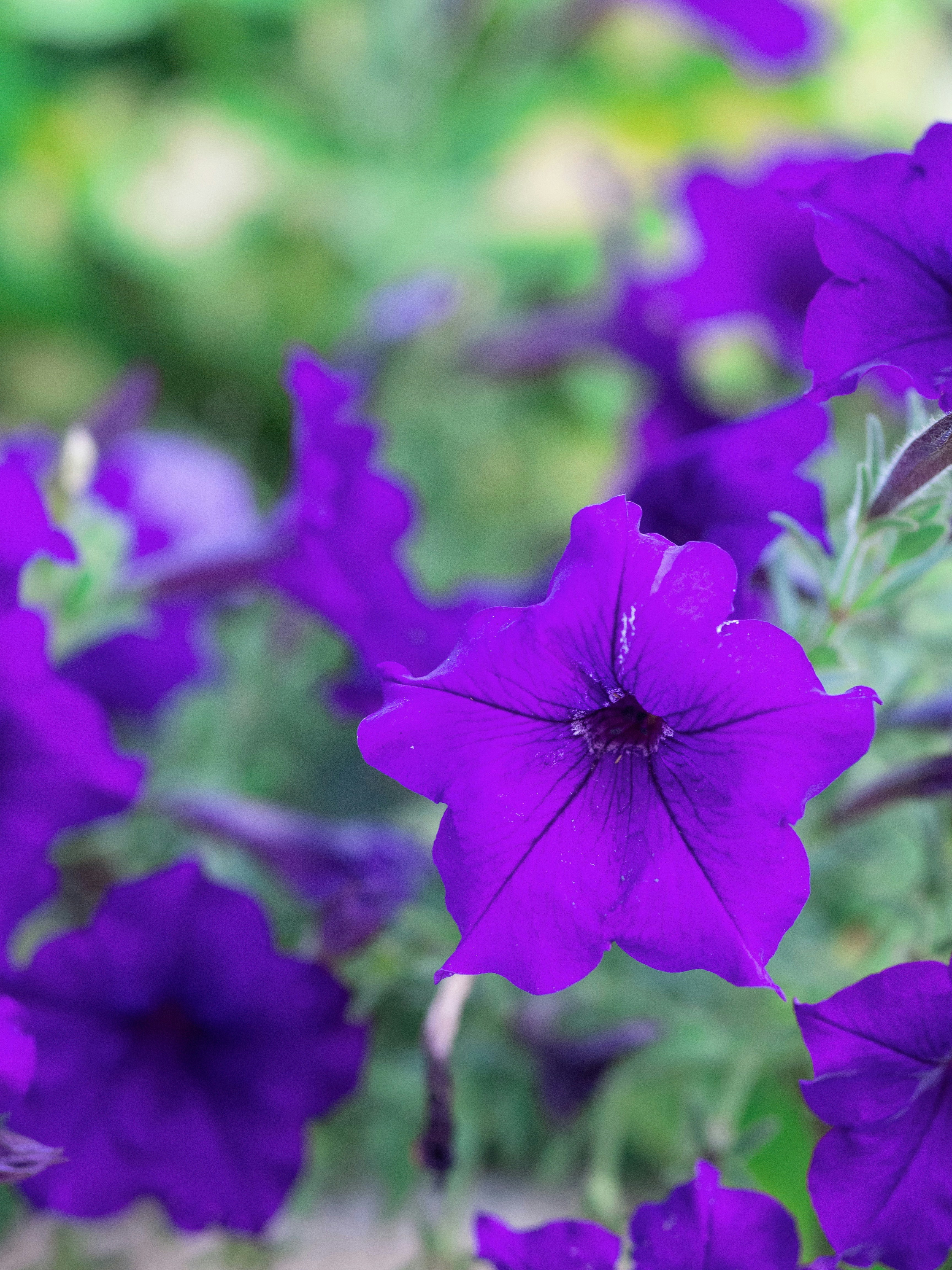 Photo by muscateer777