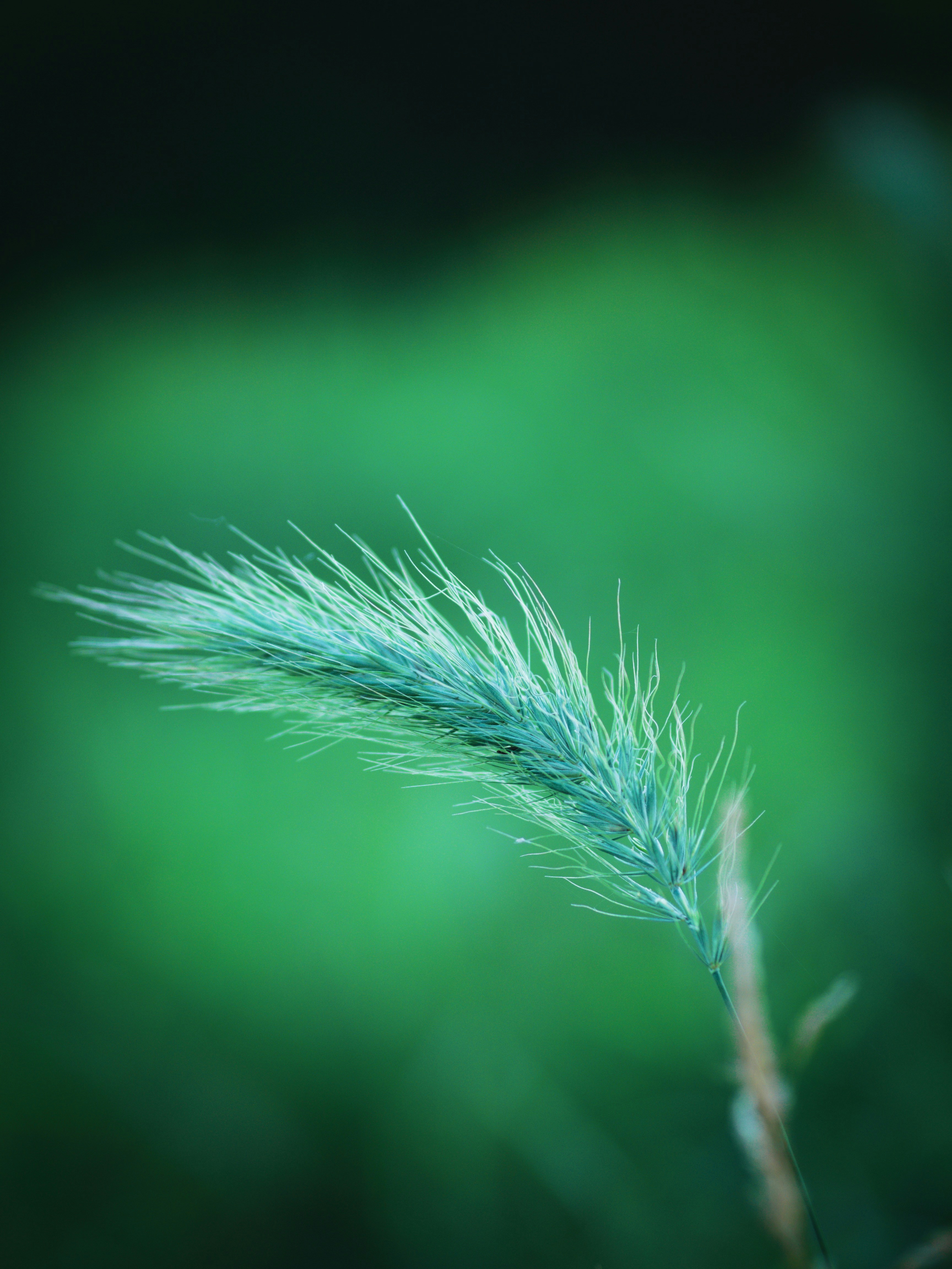 Photo by muscateer777