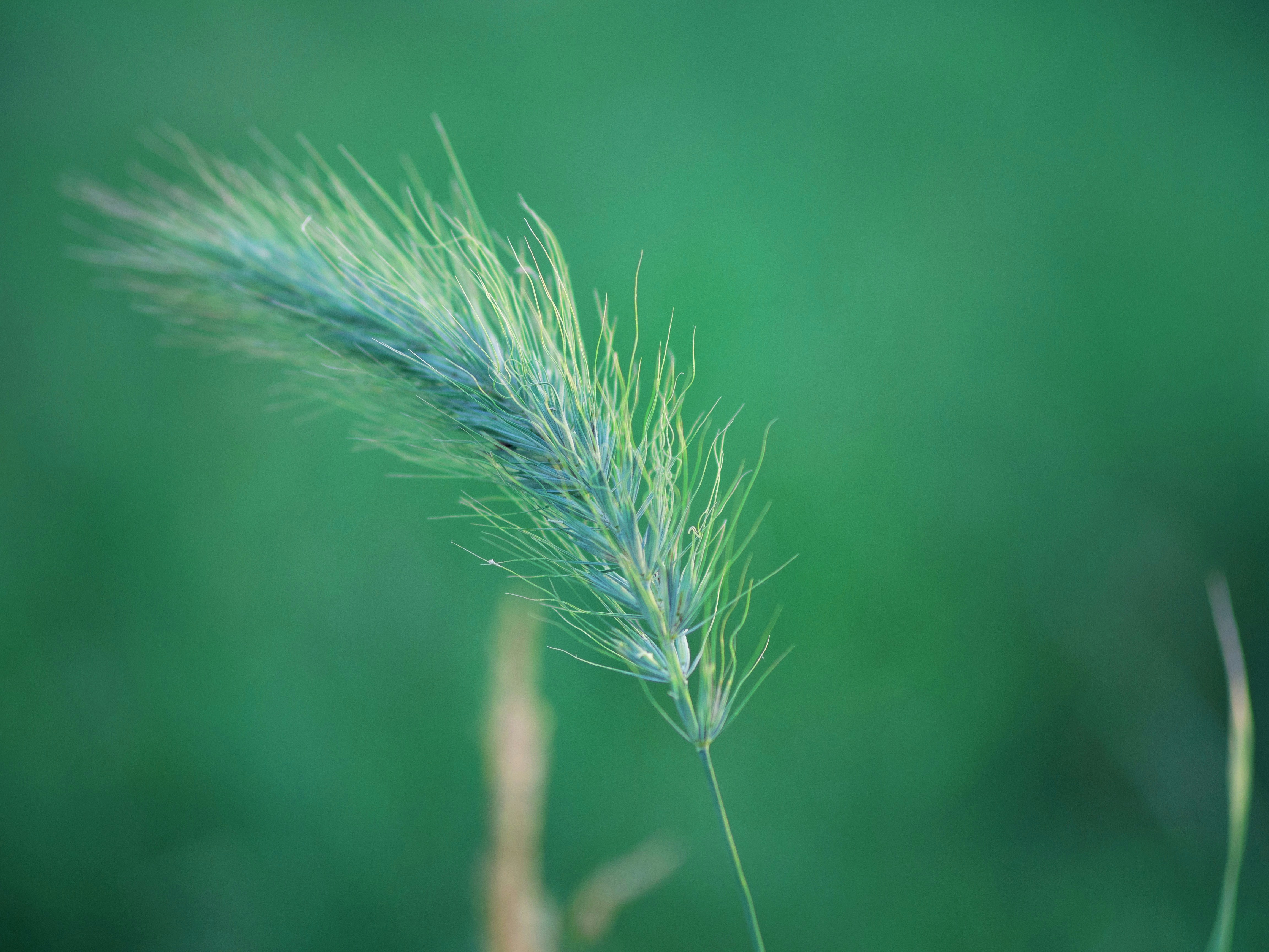 Photo by muscateer777