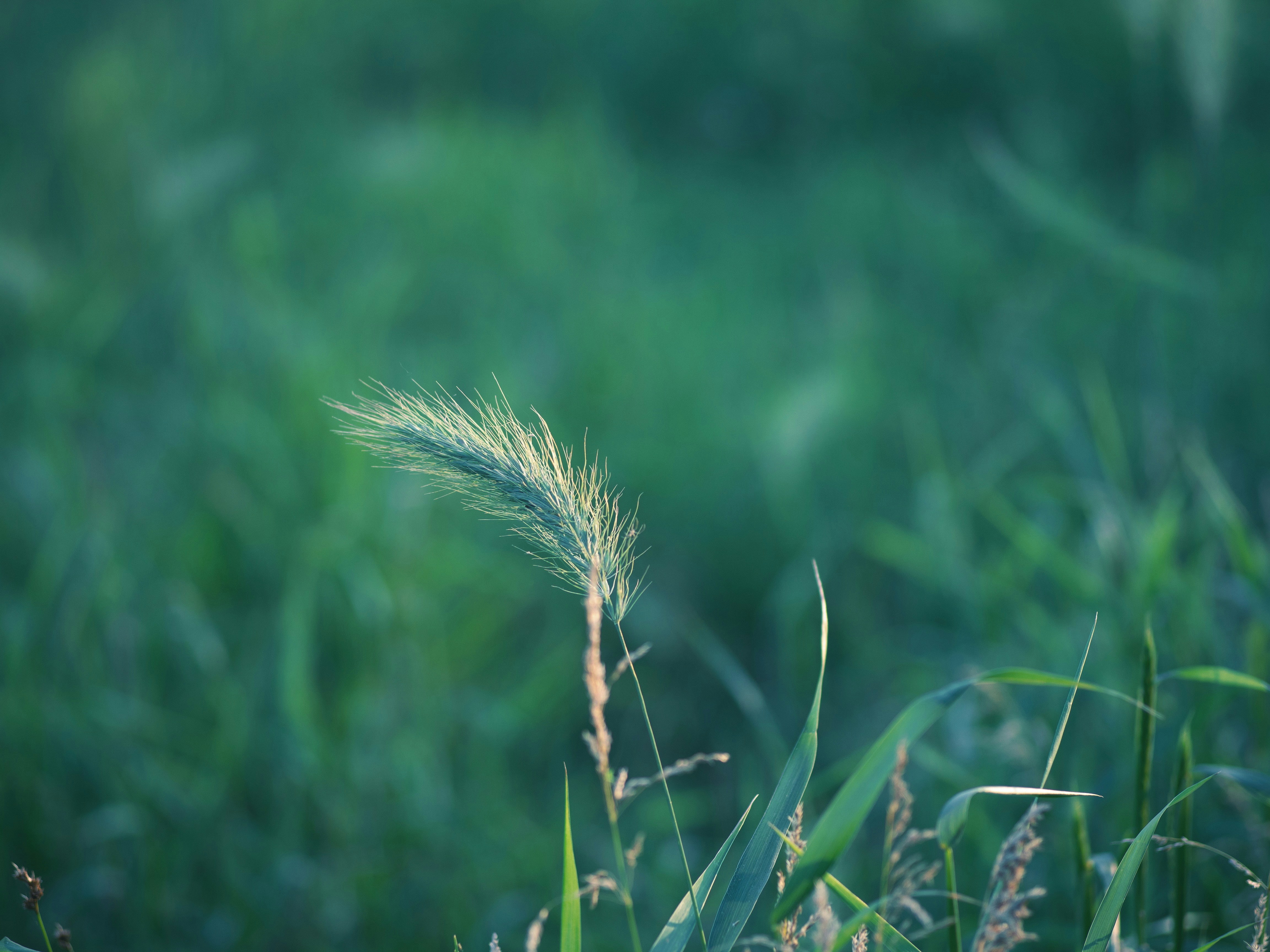 Photo by muscateer777