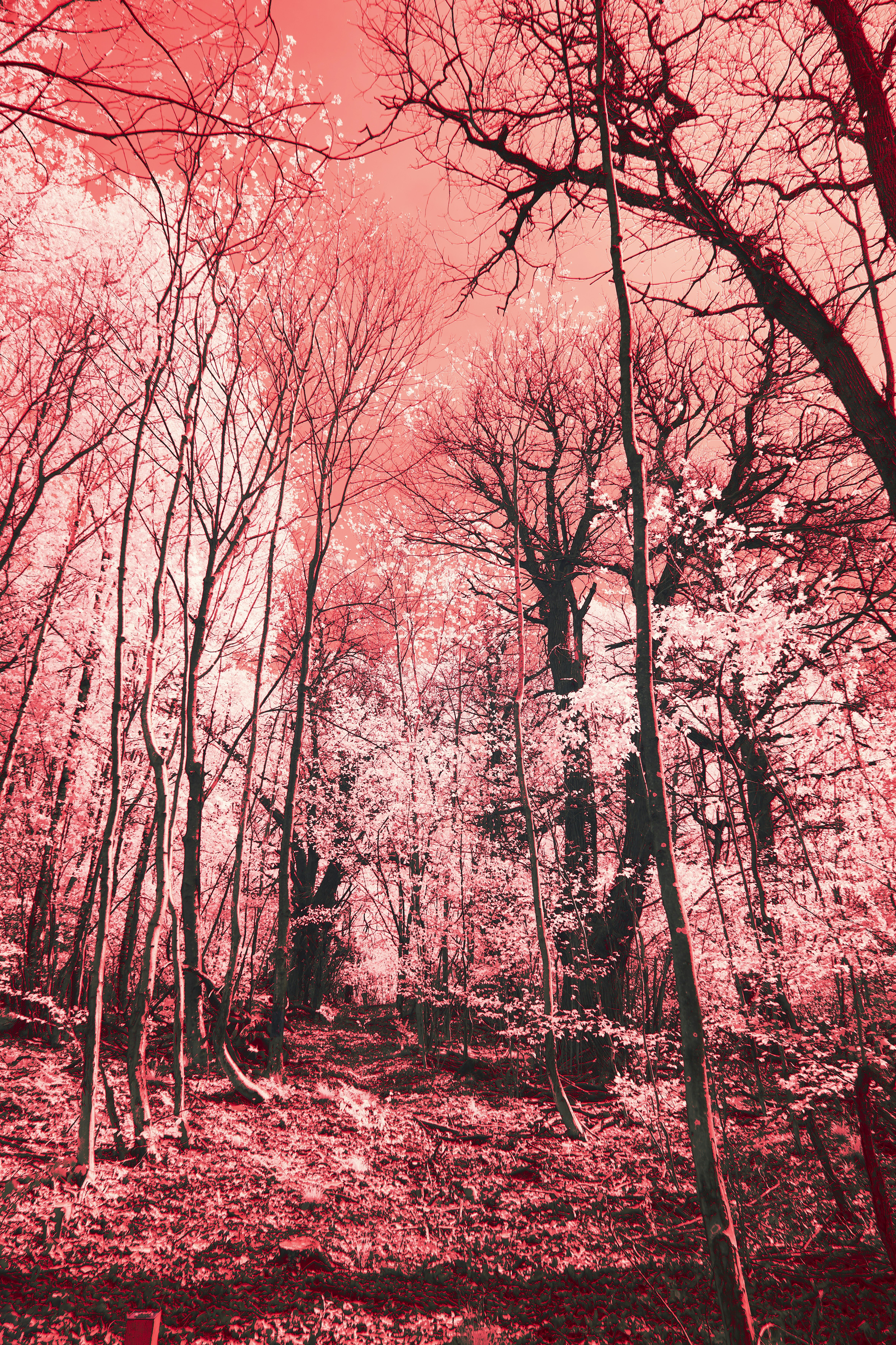 Photo by wolfgang_hasselmann