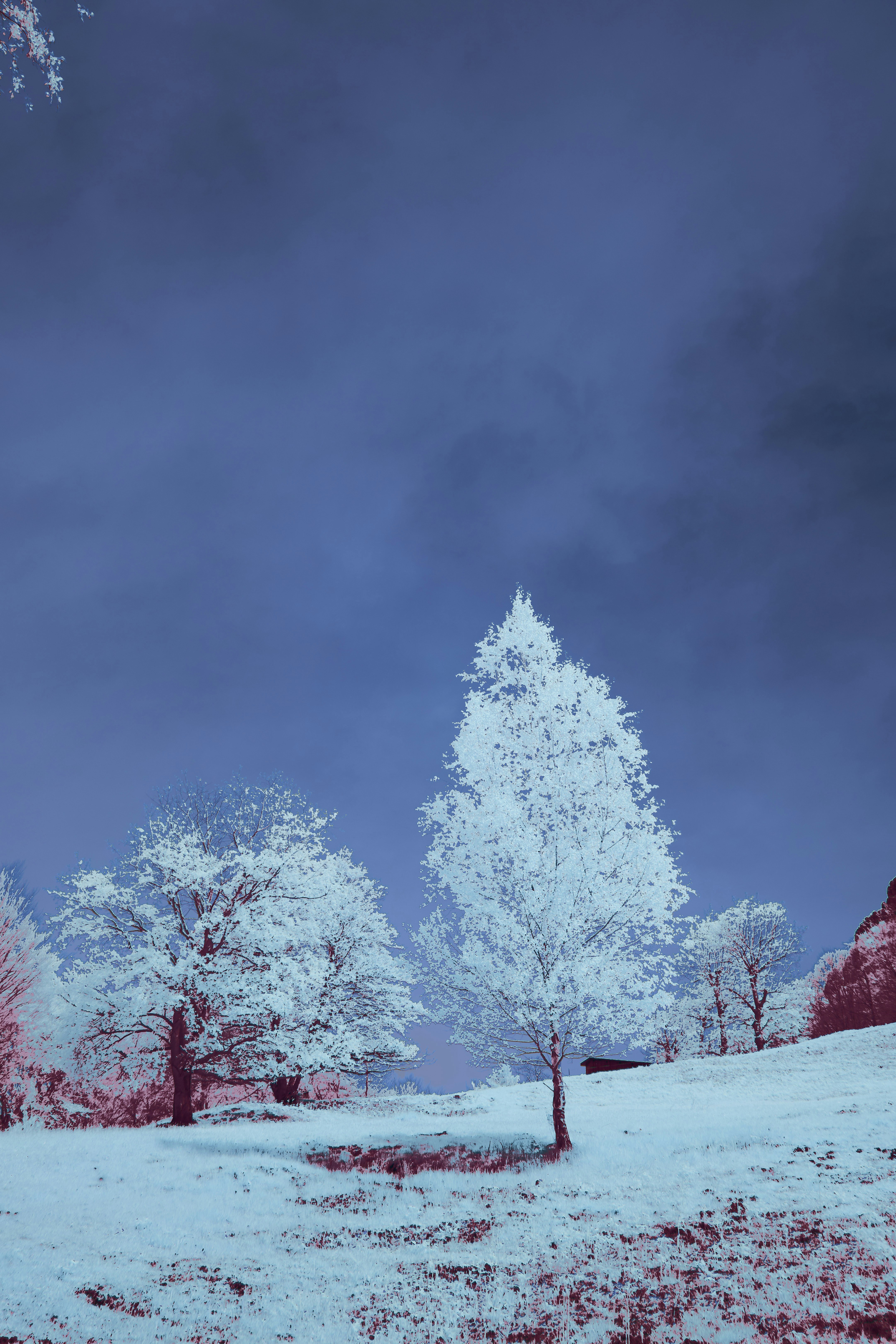 Photo by wolfgang_hasselmann