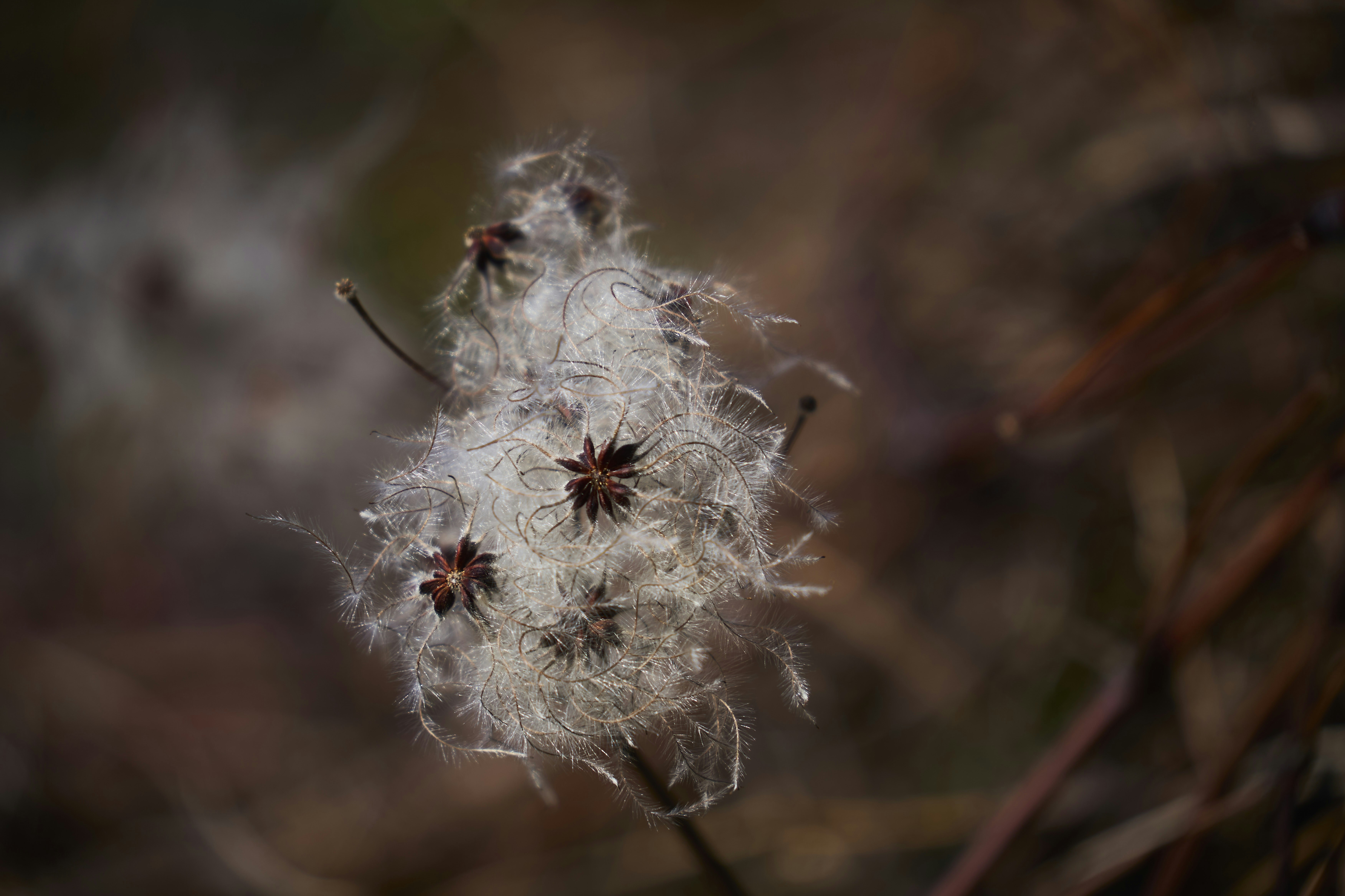 Photo by wolfgang_hasselmann