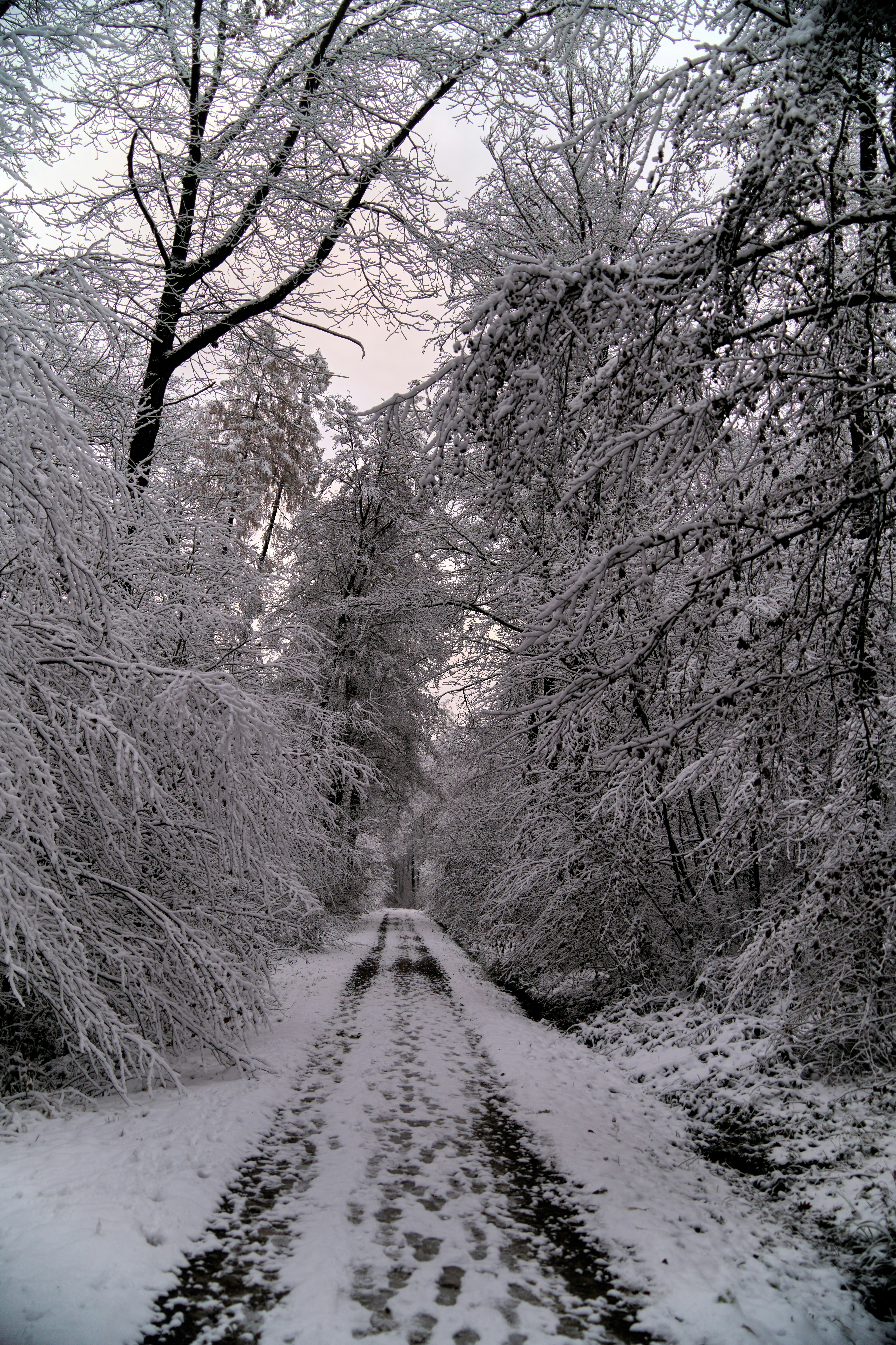 Photo by wolfgang_hasselmann