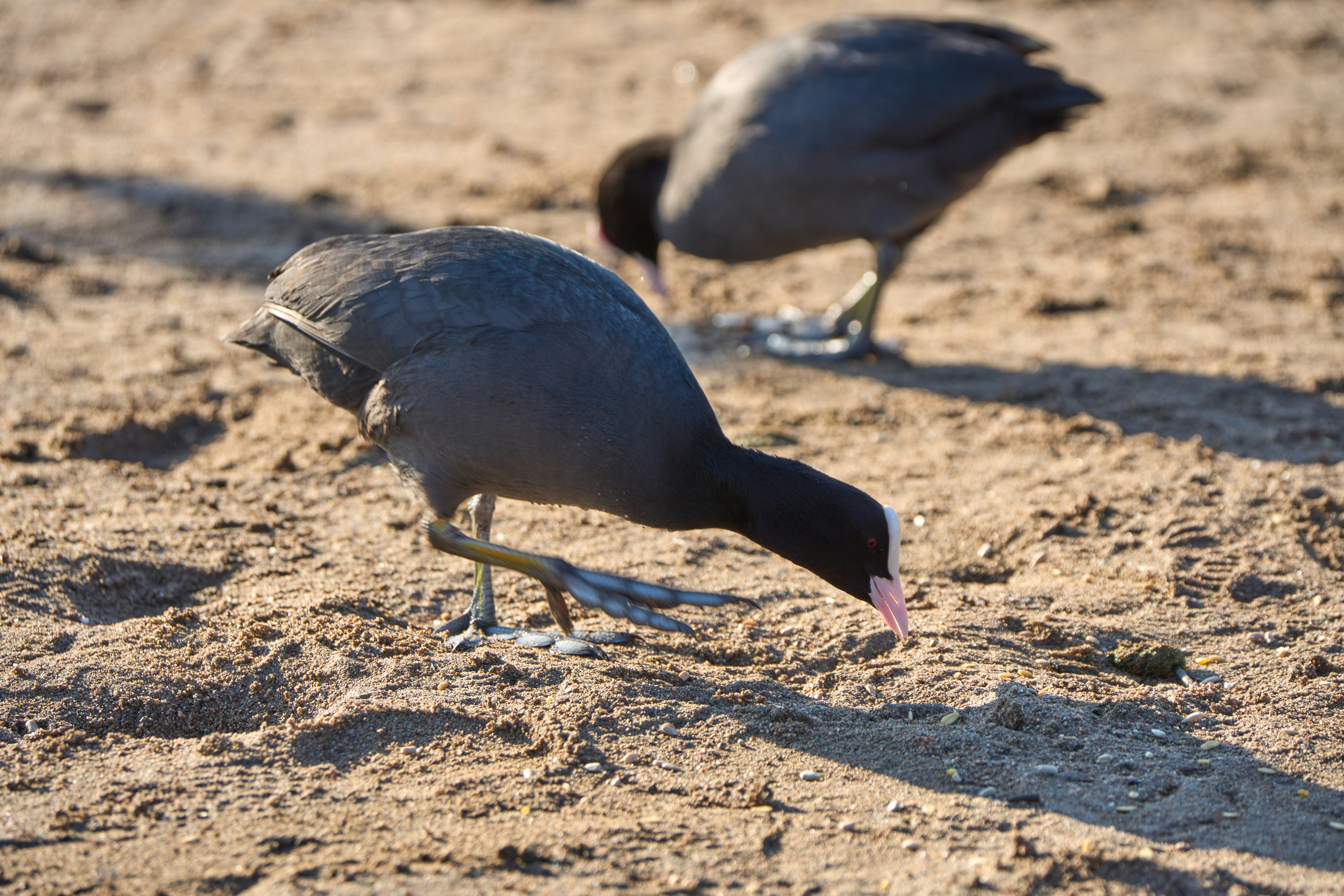 Photo by wolfgang_hasselmann