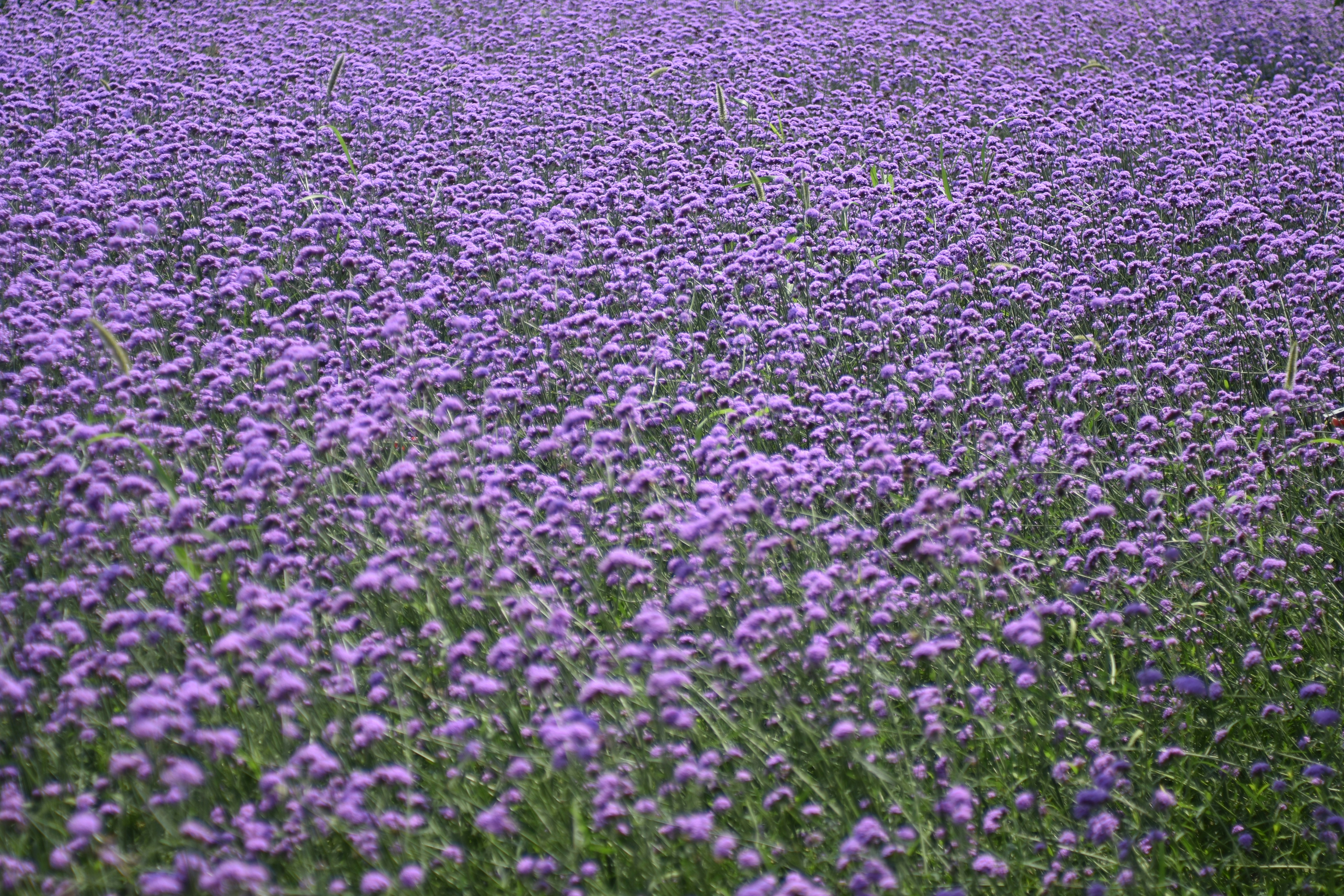 Photo by littlegabriel