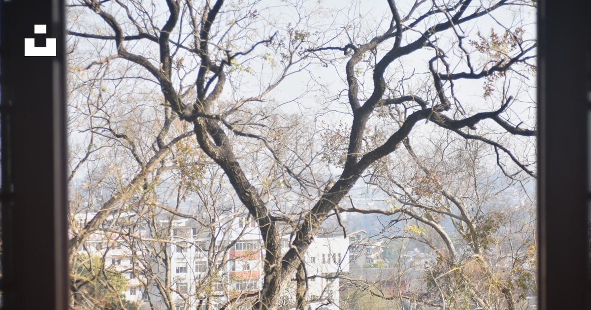A window with a view of a tree outside photo – Free Window Image on ...