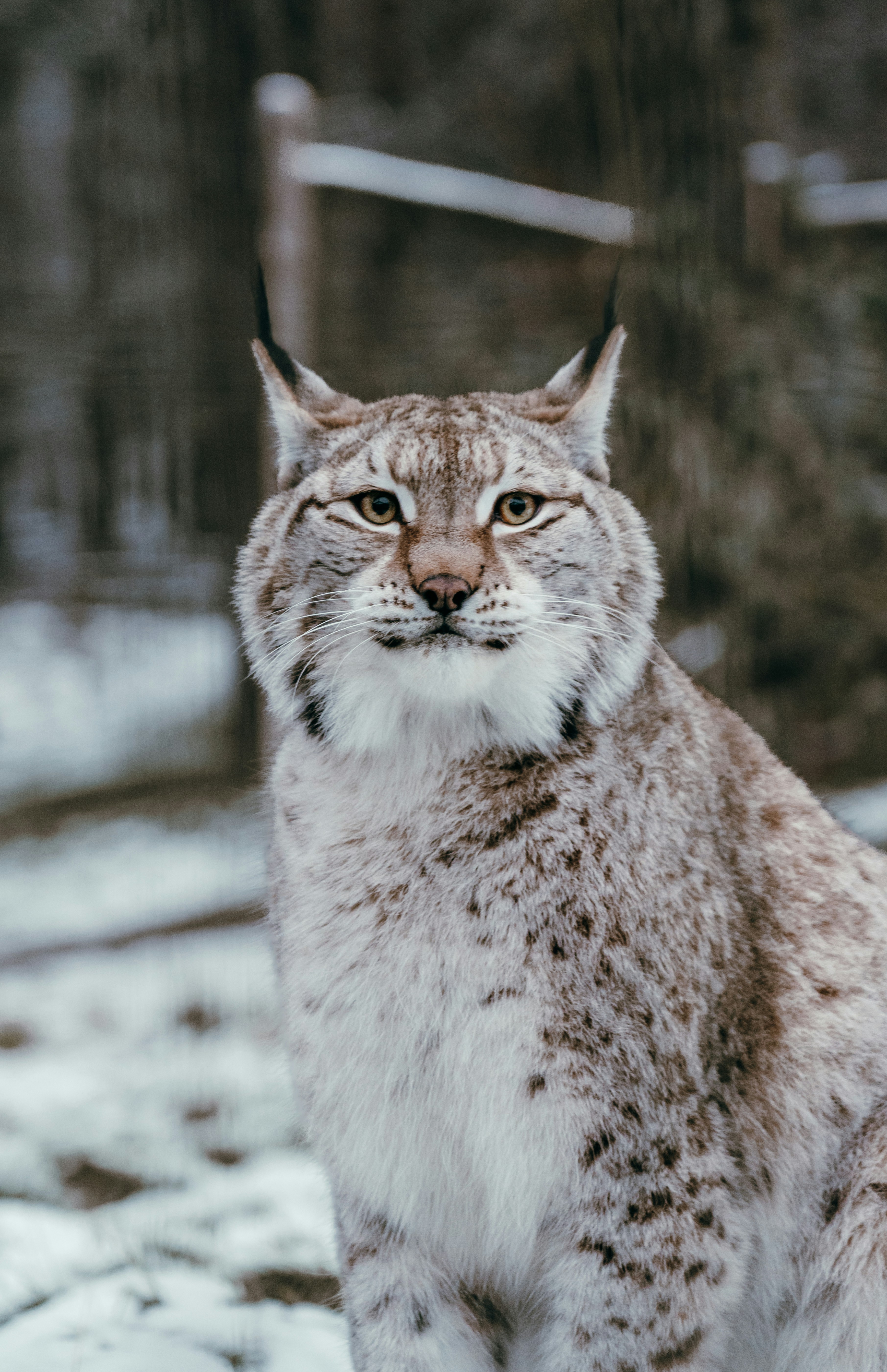 Lynxes Use “Silent Communication” (image credits: unsplash)
