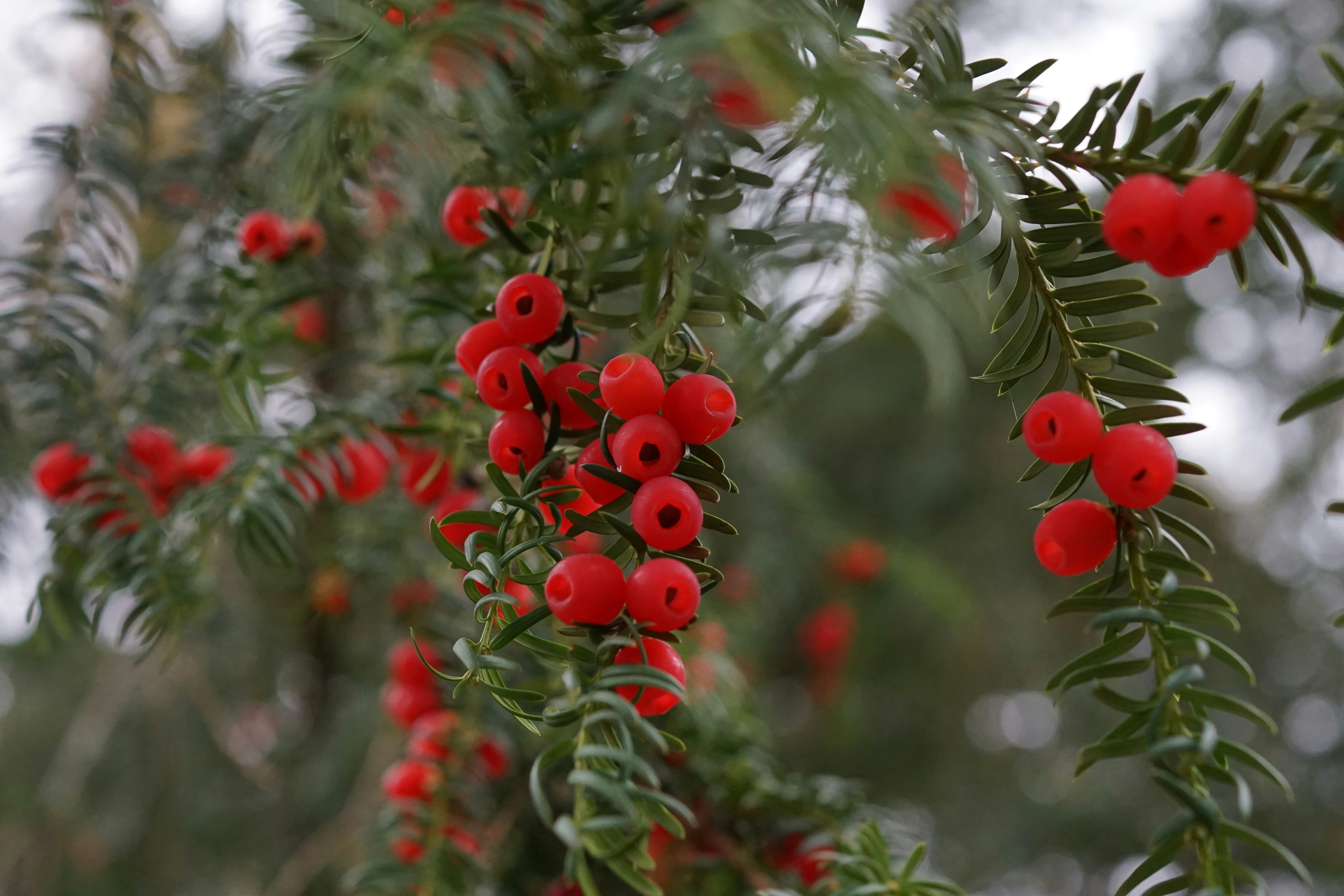 Photo by marinabaranova