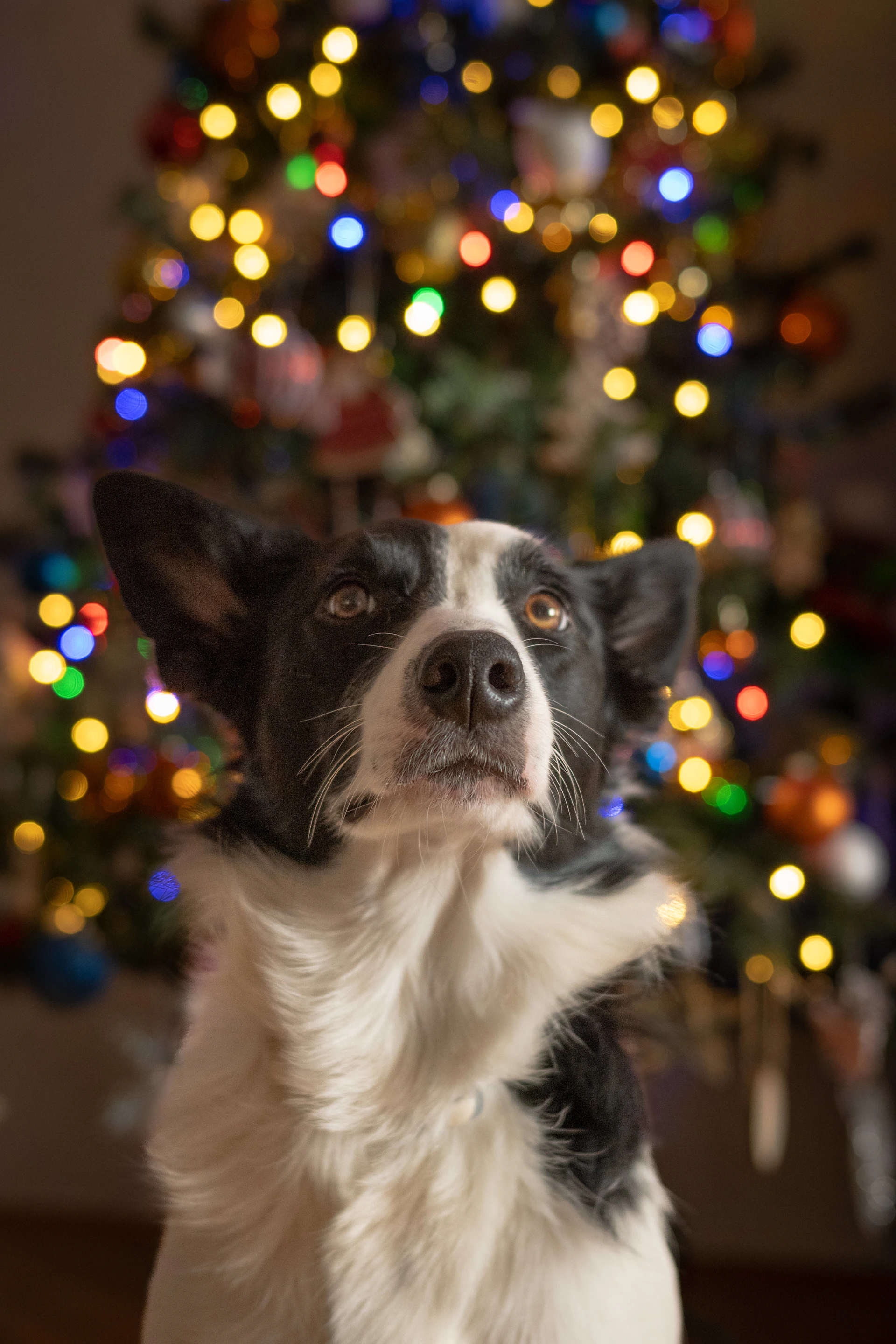 A black and white dog standing in front of a christmas tree
