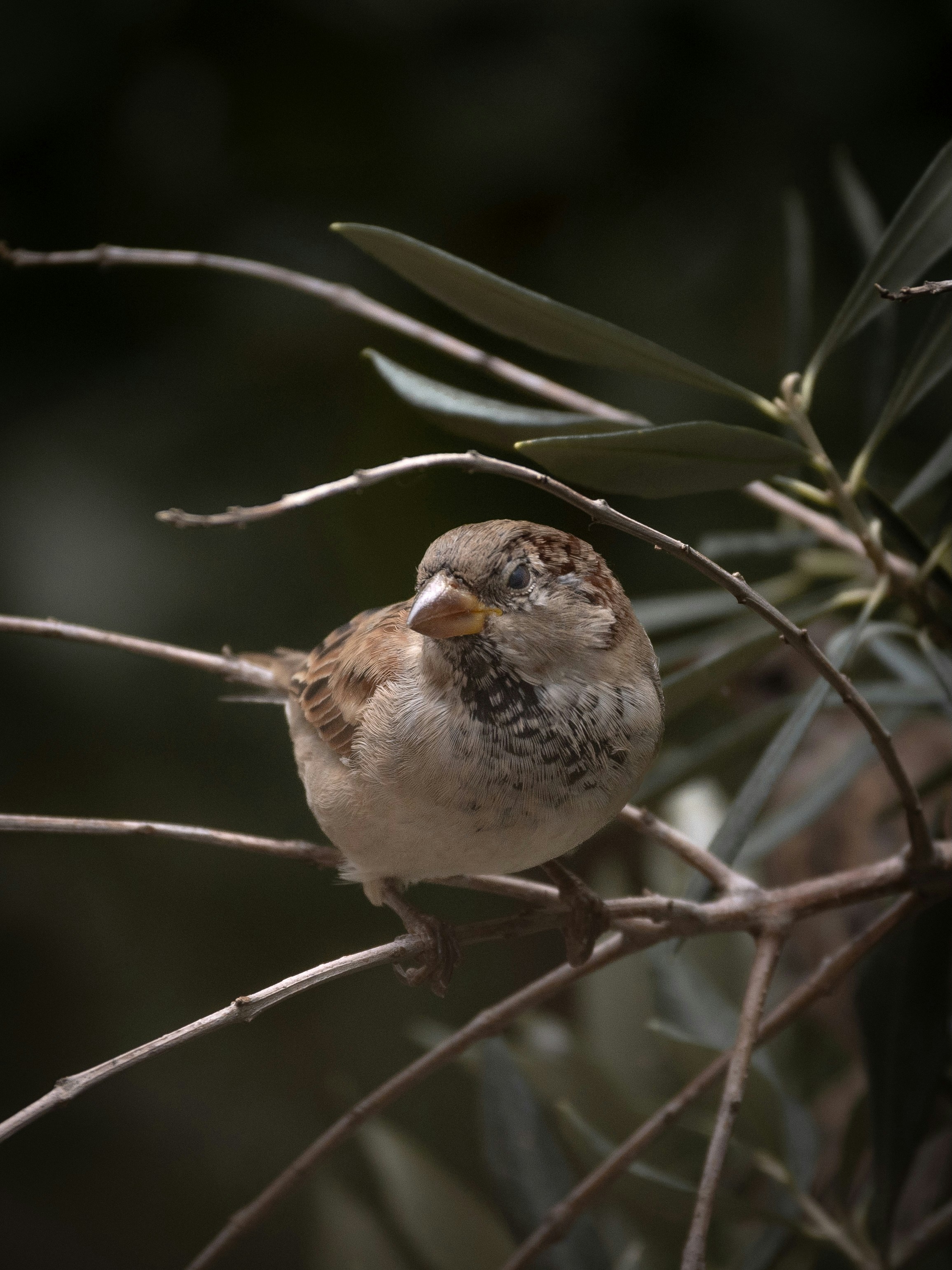 Un pequeño pájaro sentado en lo alto de la rama de un árbol