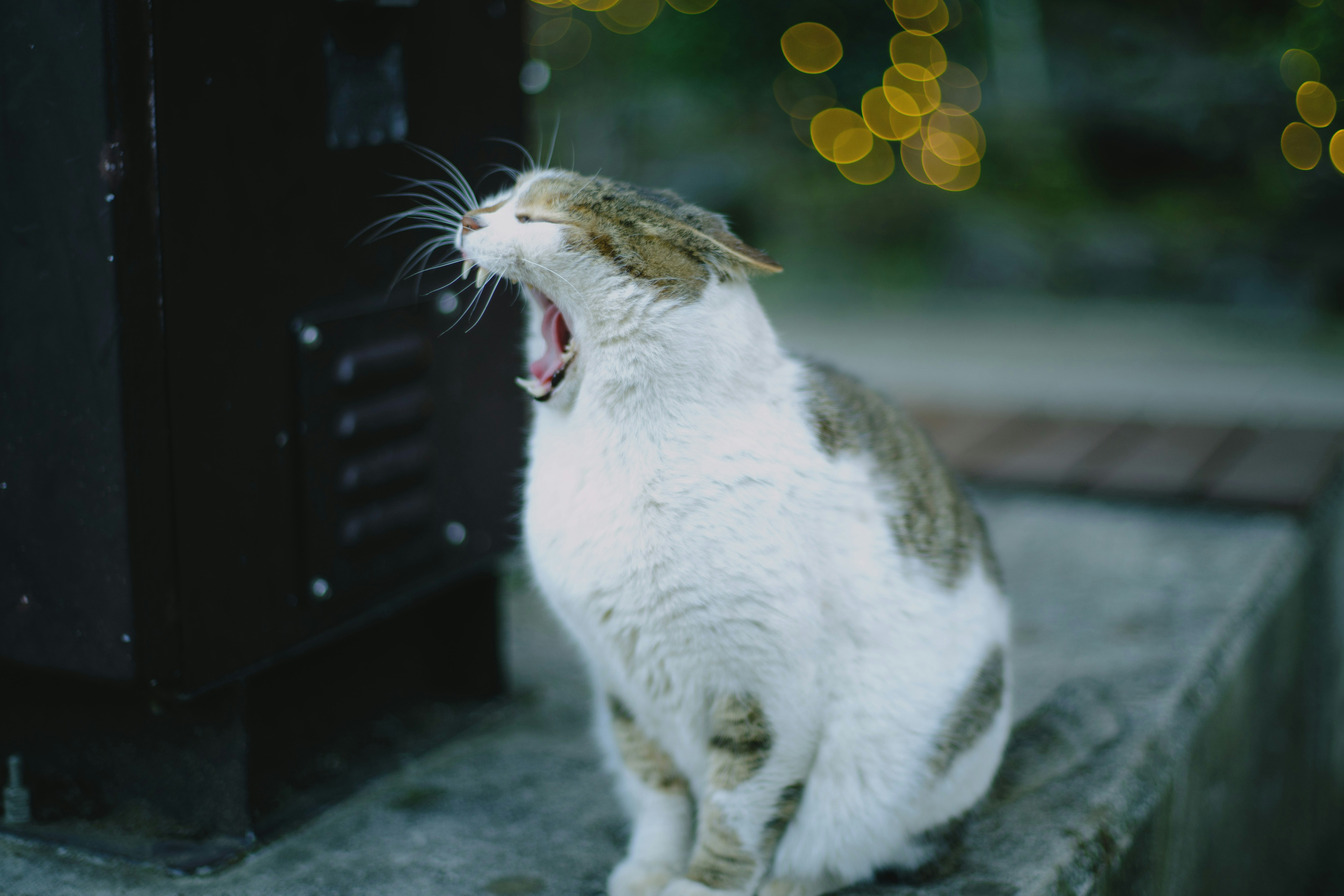 6. Japanese Bobtail: Playful Puddle Jumpers (image credits: unsplash)