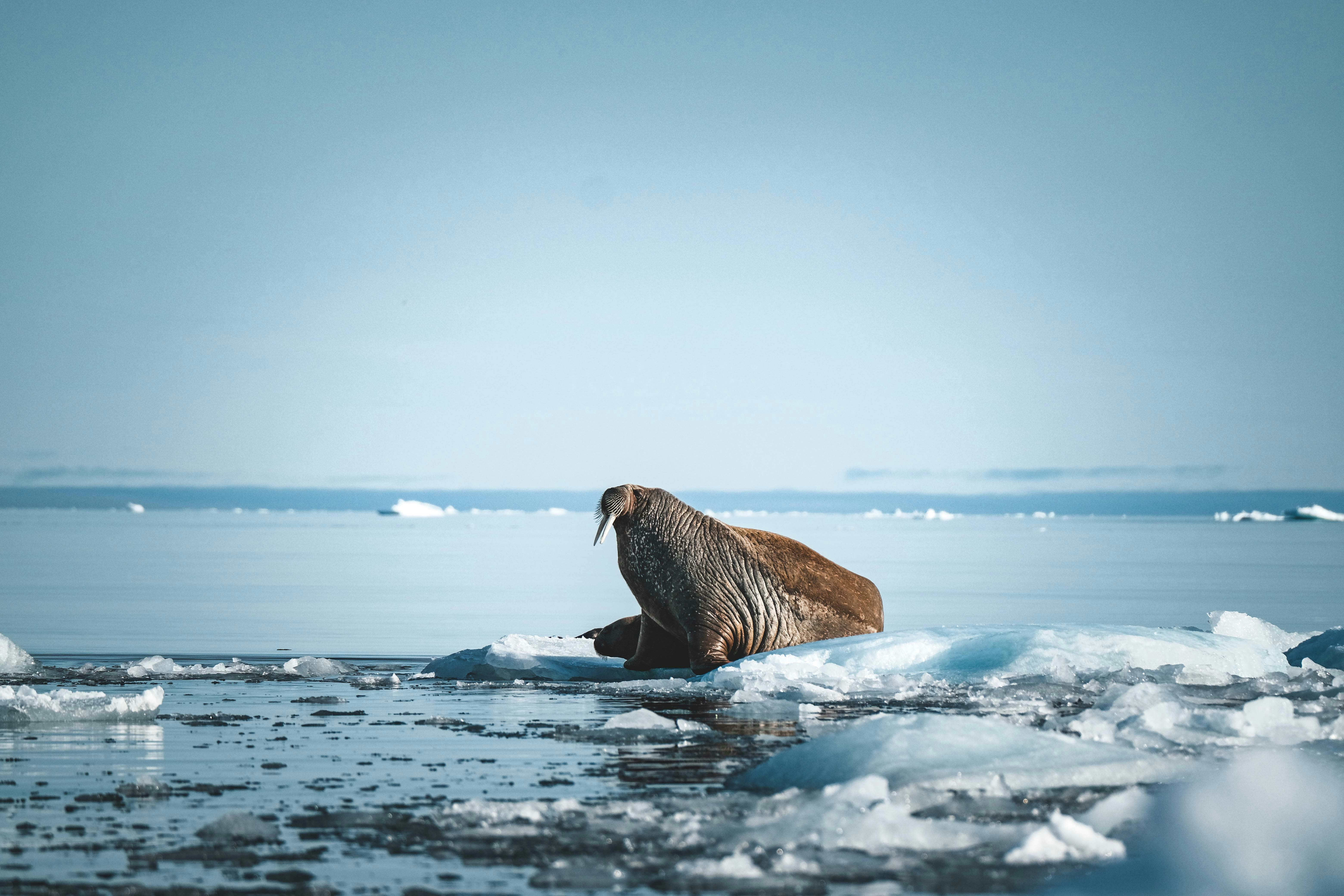 Photo by francesco_ungaro