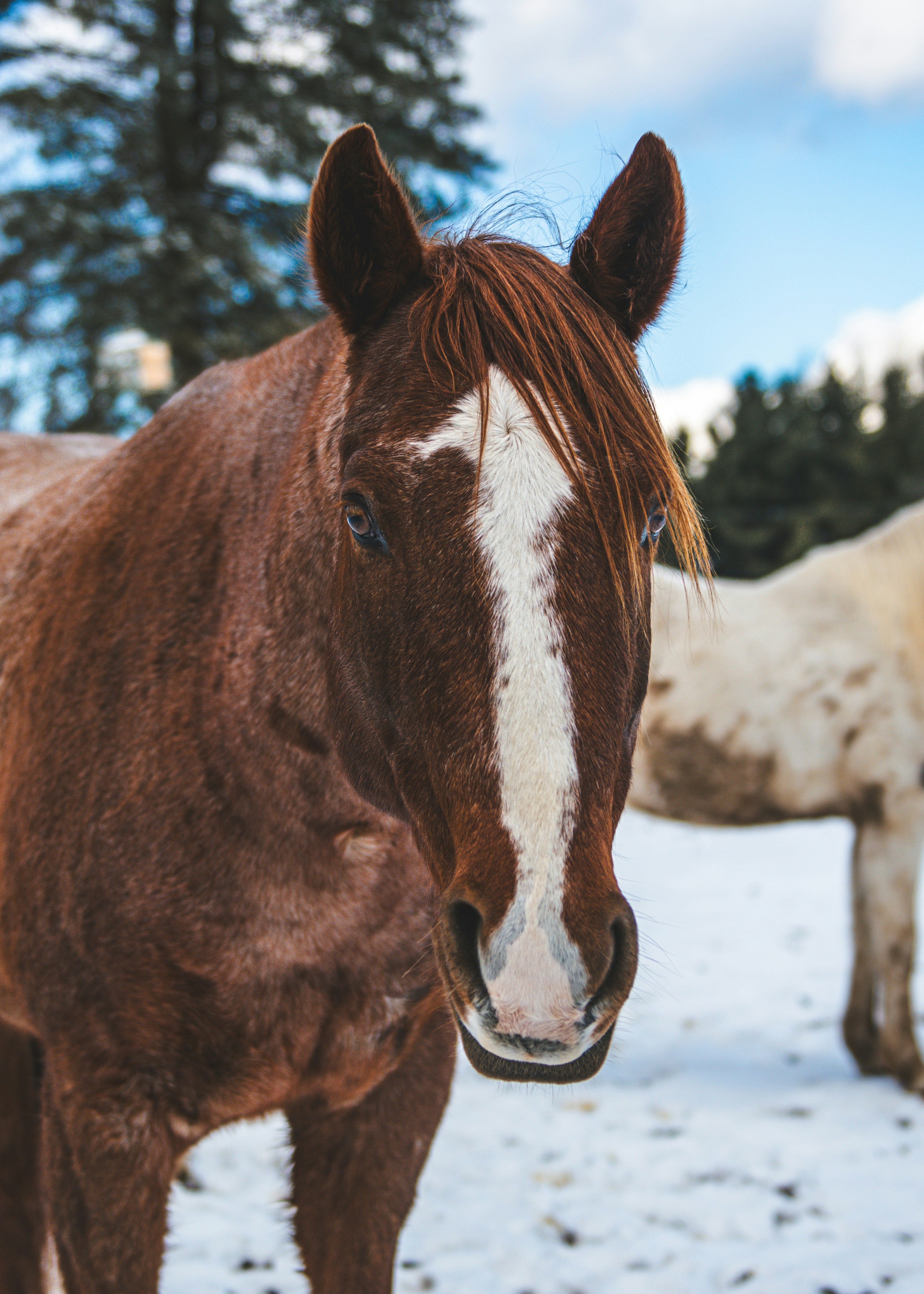 Photo by freefolkphoto