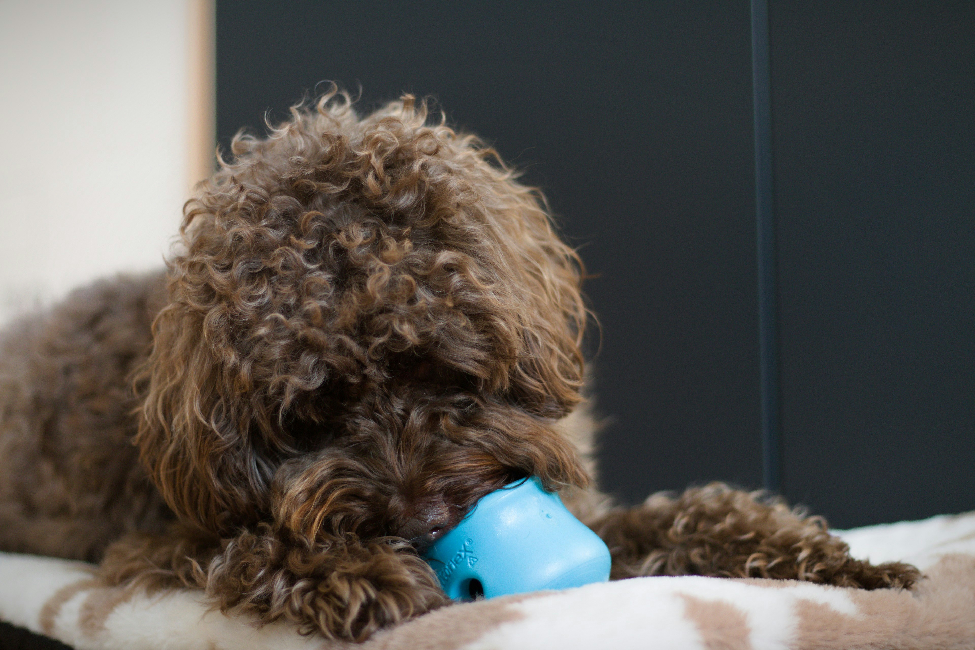 The Evolution of Puppy Play in 2026: Sustainable Toy Rotation and Engagement That Lasts