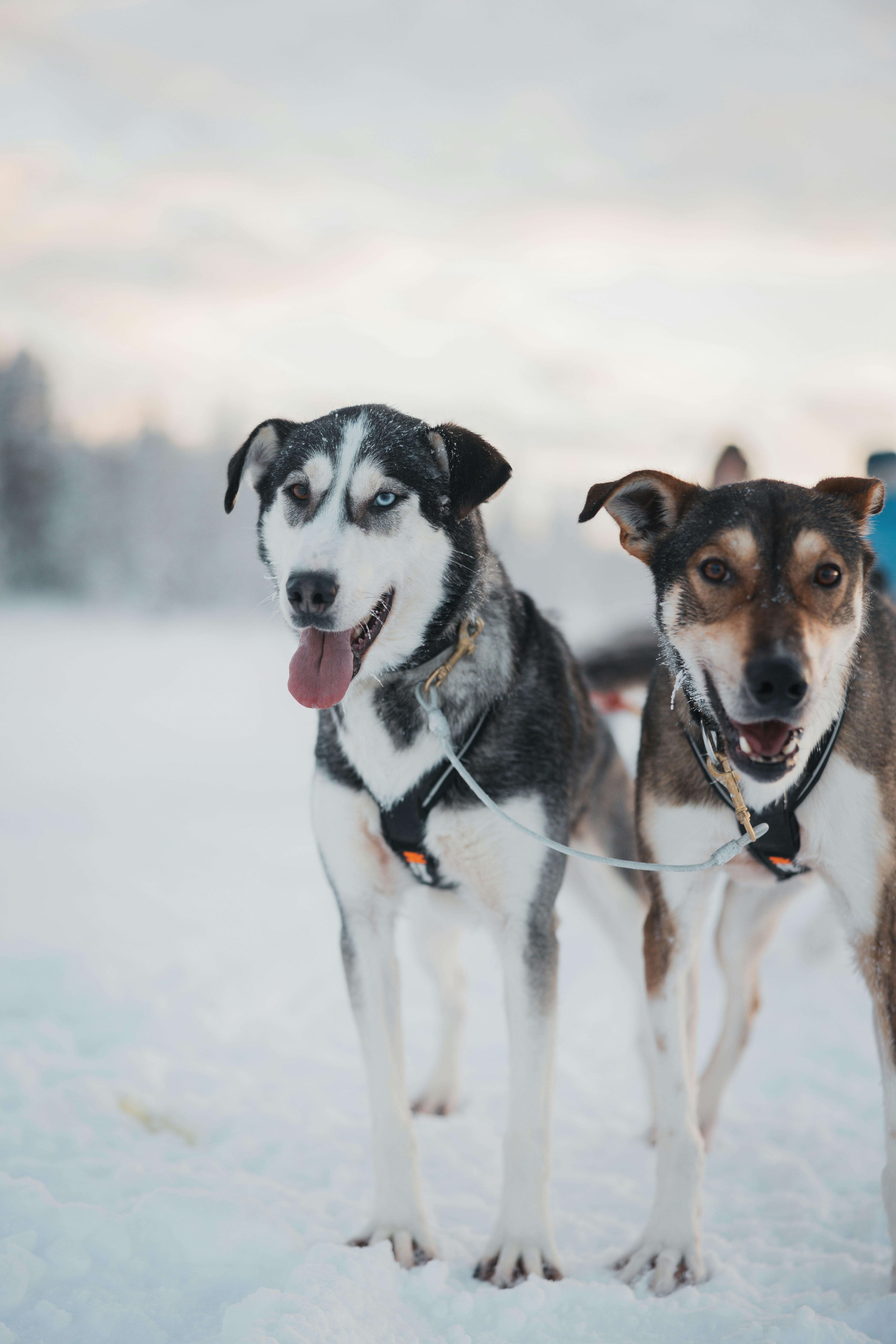 ¡Cuidado! Así es como el frío afecta a tu perro - photo-1737995719870-df37e7d1d85c?w=800&auto=format&fit=crop&q=60&ixlib=rb-4.1