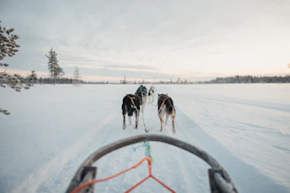 Two dogs pulling a sled across a snow covered field