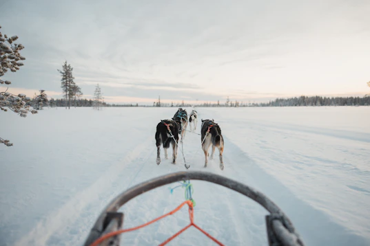 Two dogs pulling a sled across a snow covered field