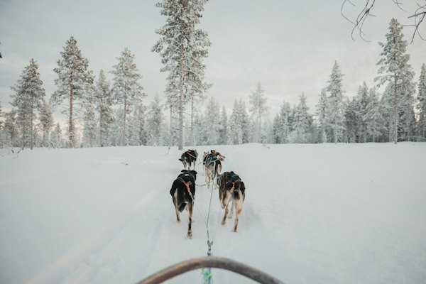 A husky team pulling a sled across the snow — Levi, Finland