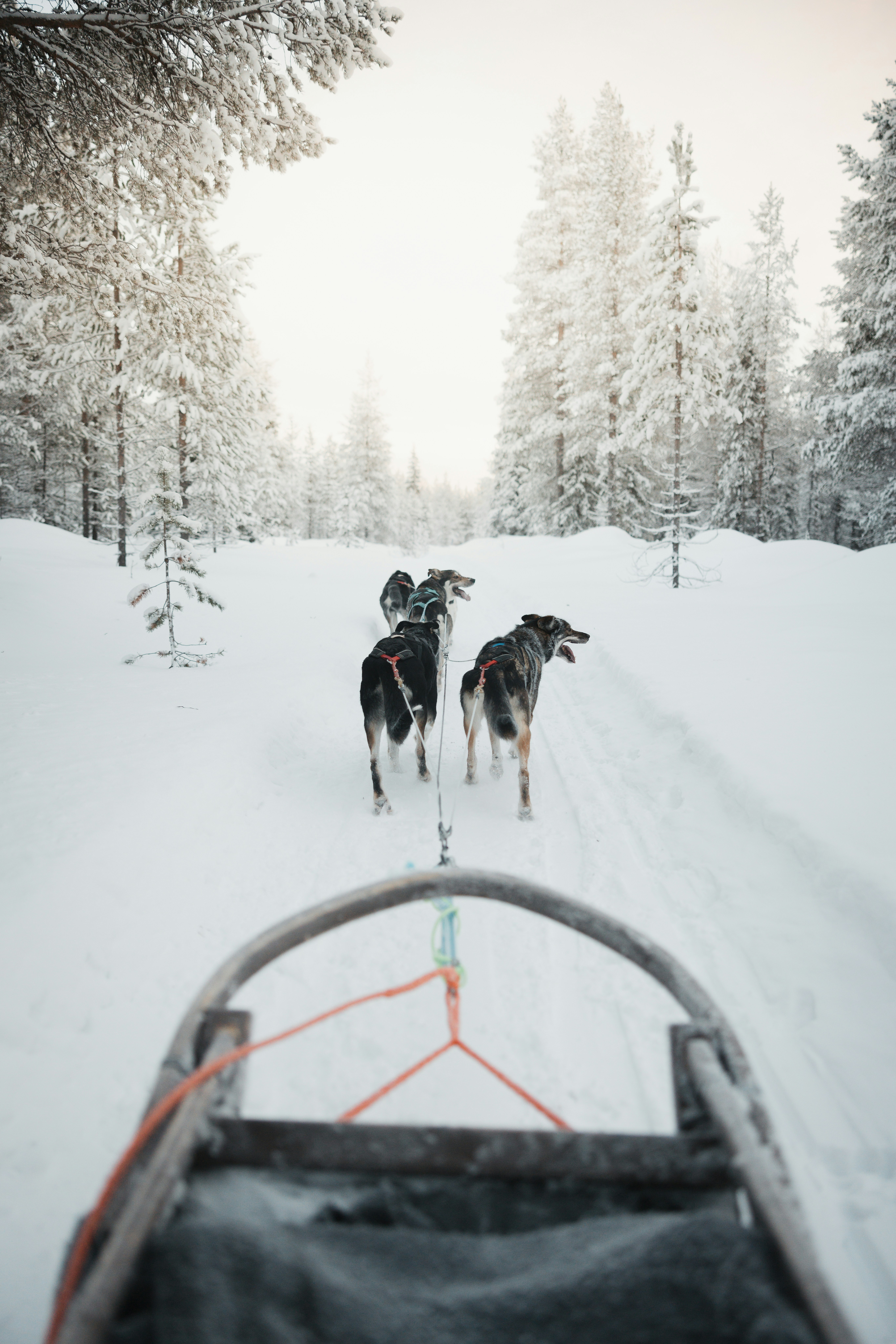 A couple of dogs walking across a snow covered forest