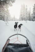 A couple of dogs walking across a snow covered forest