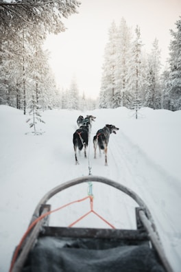A couple of dogs walking across a snow covered forest