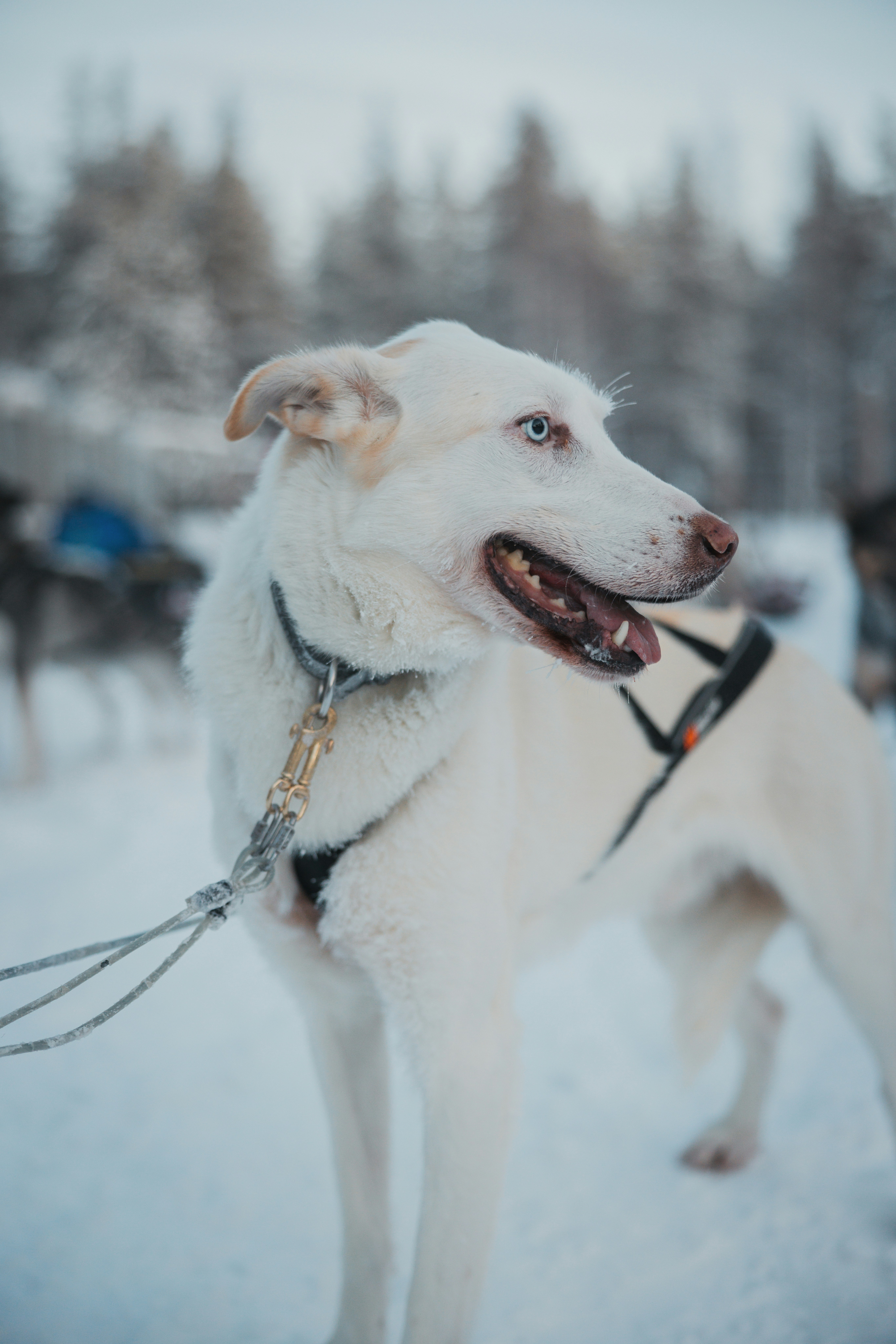 Levi – Cultural & Historical Context