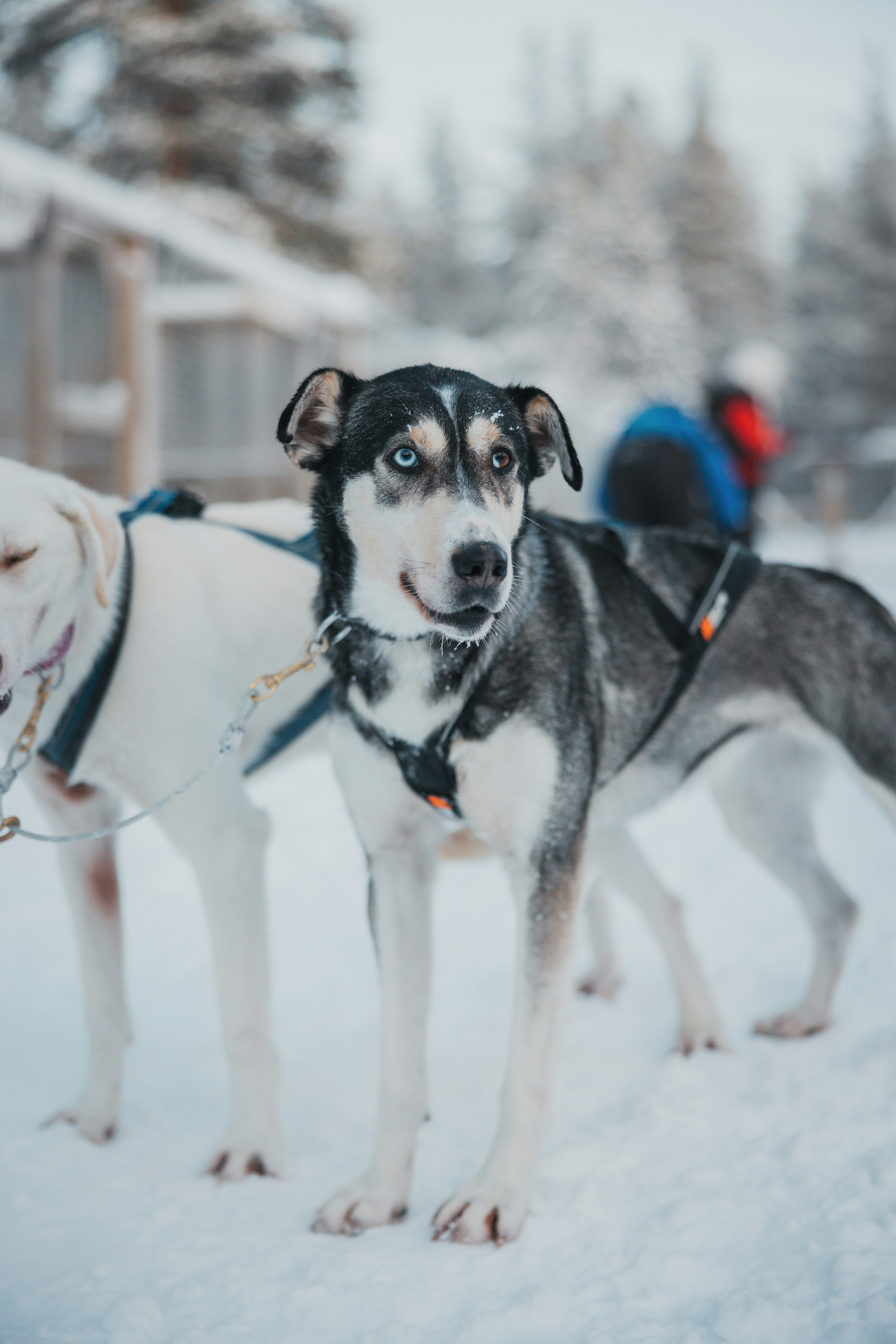 Photo by janoschphotos