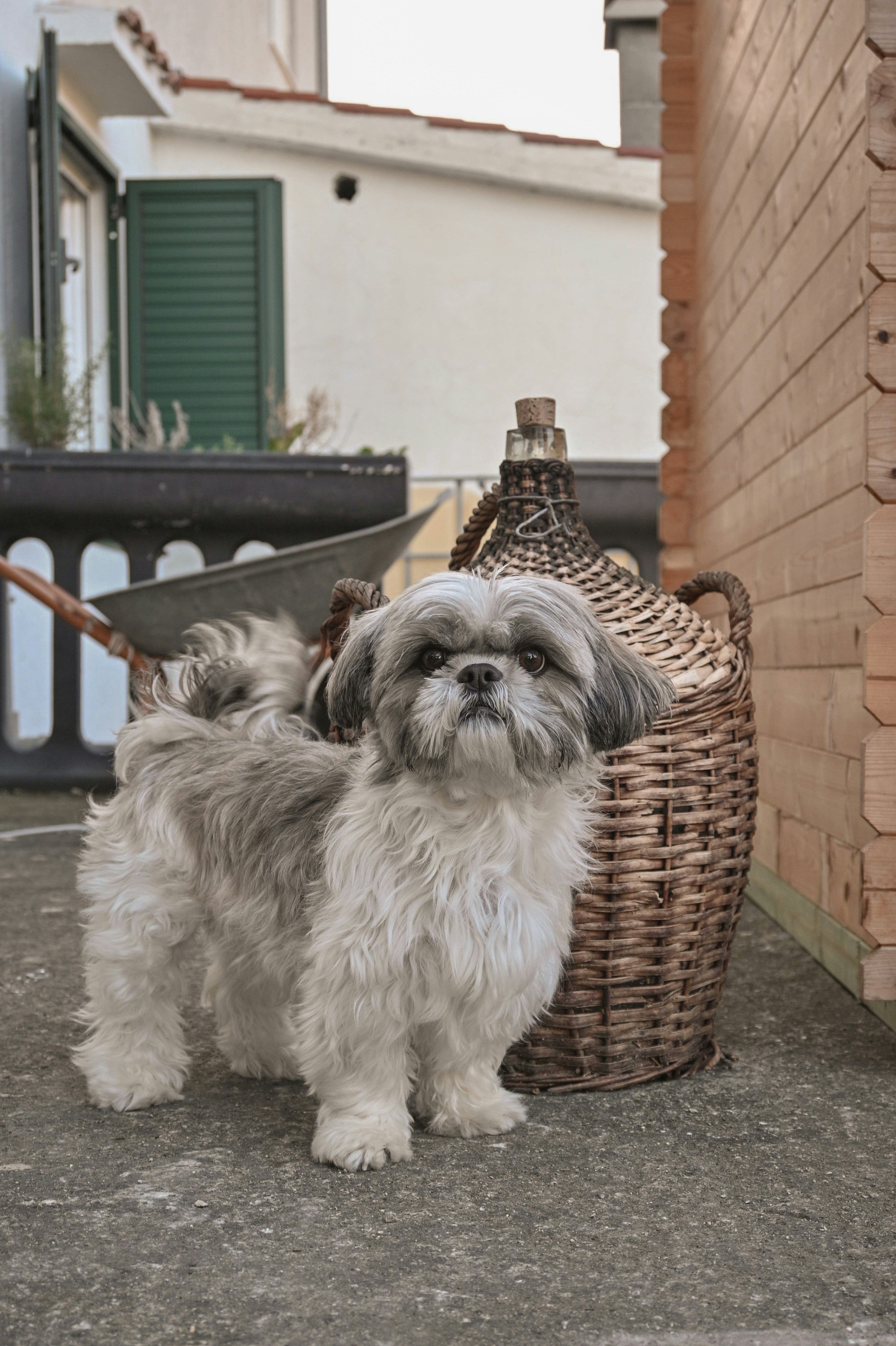Un perro pequeño de pie junto a una cesta