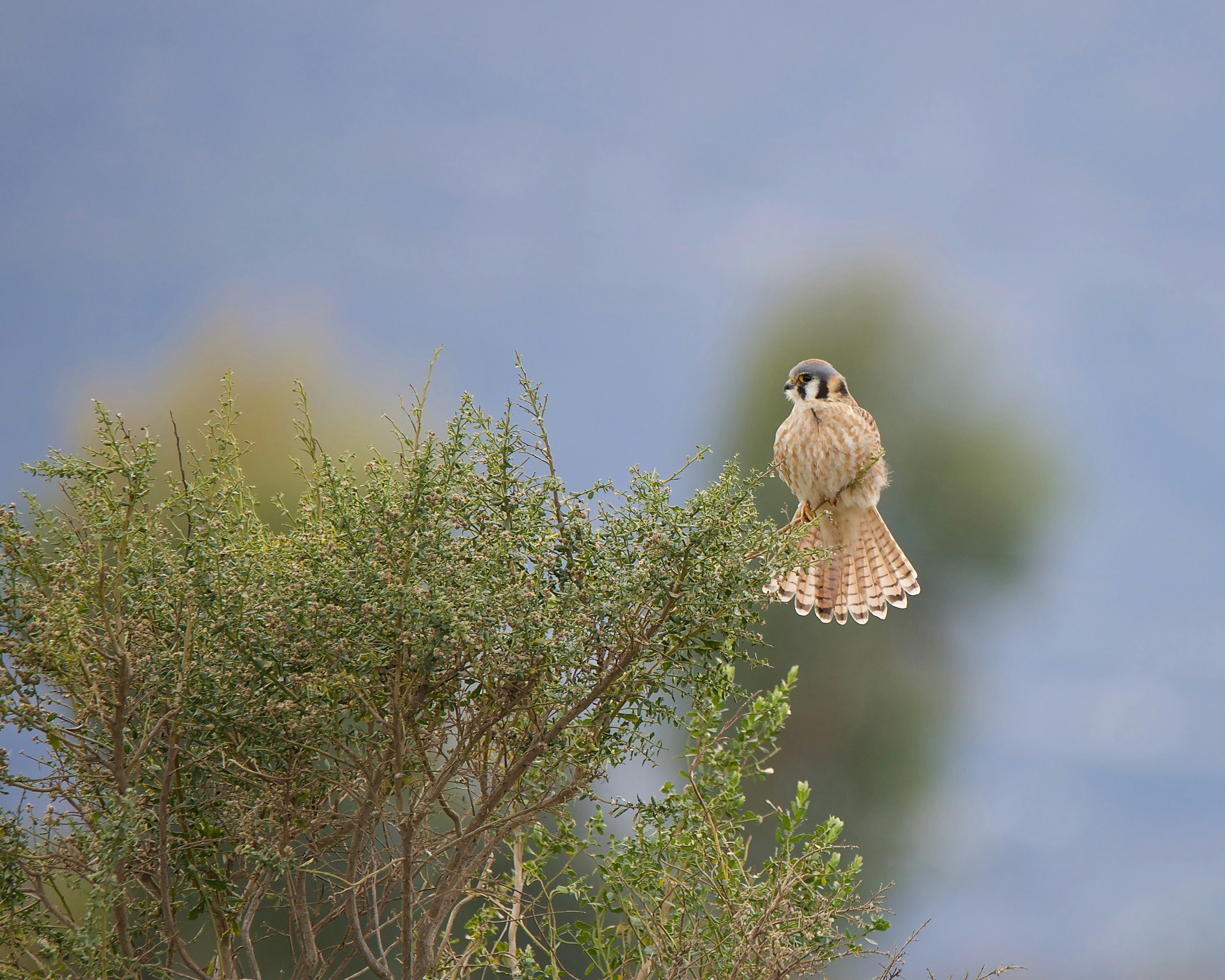 A small bird perched on top of a tree