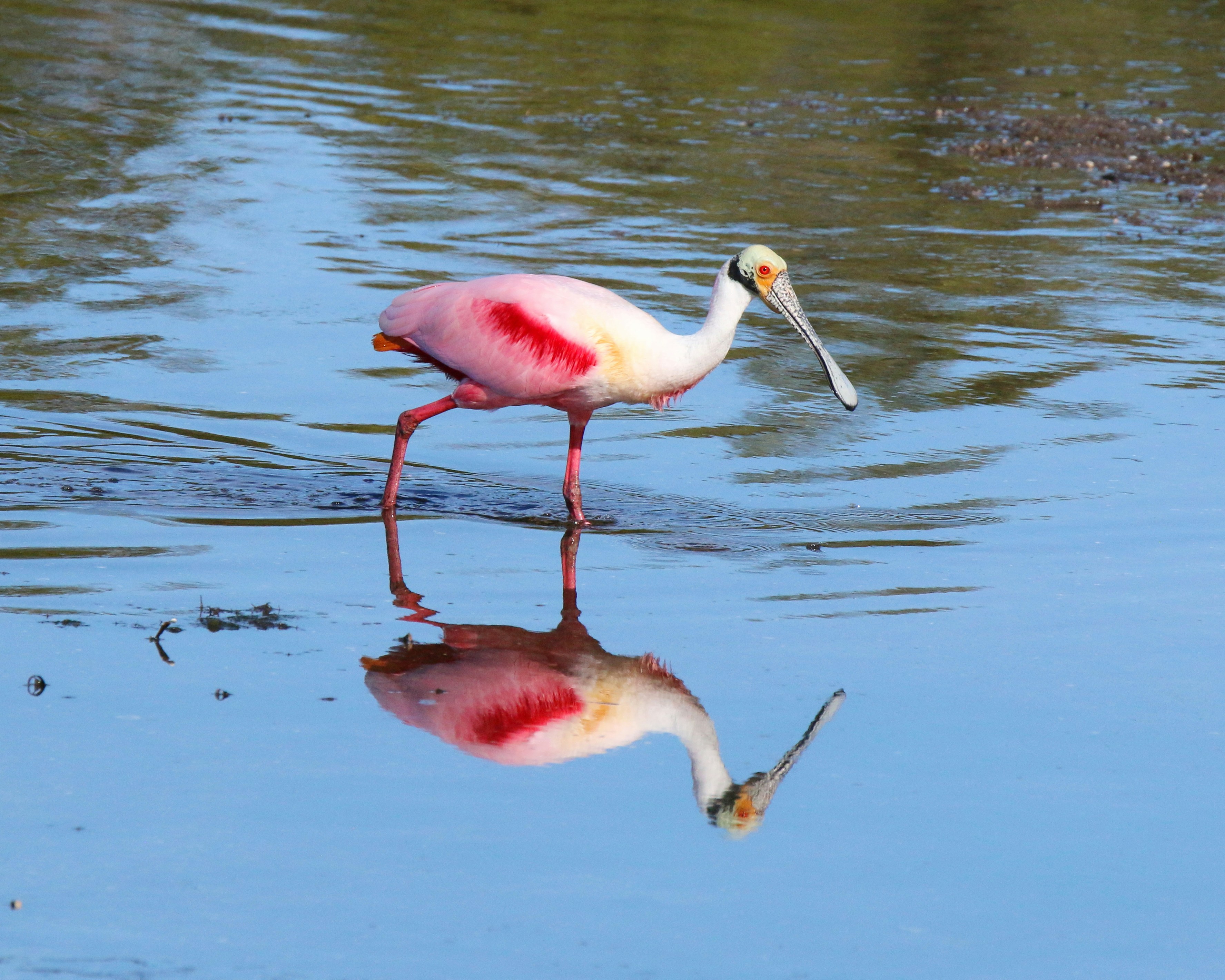 Photo by goldenplover31