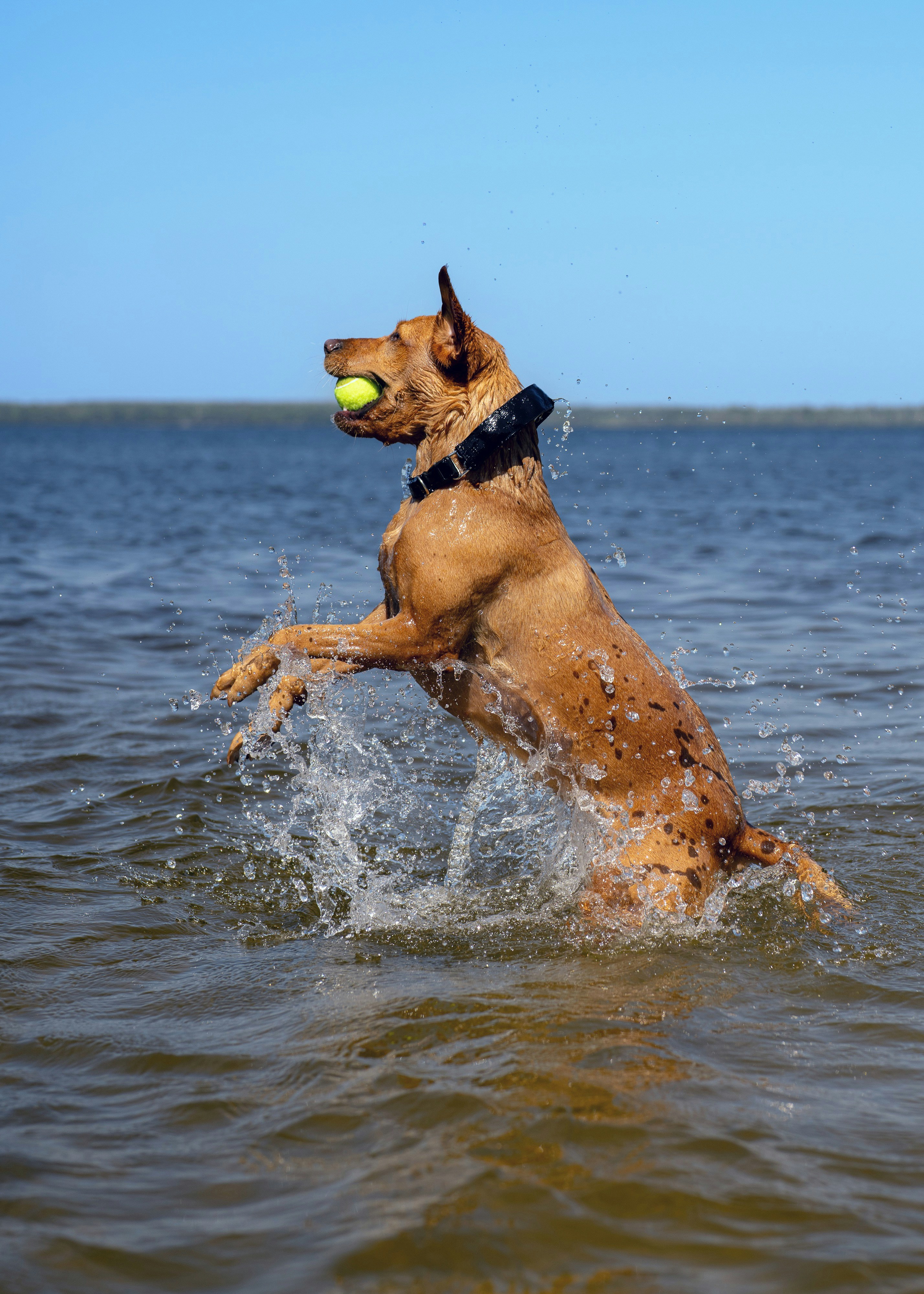 A dog jumping into the water with a tennis ball in its mouth photo ...