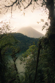 A river running through a lush green forest