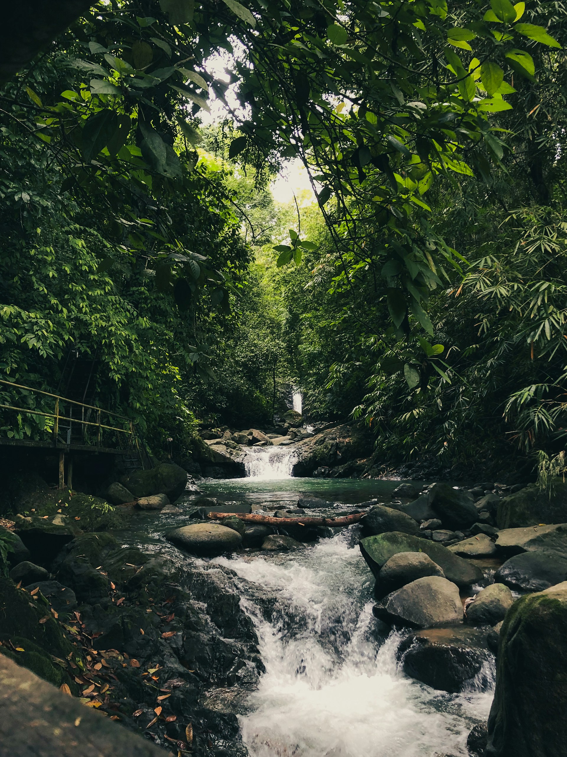 A river running through a lush green forest