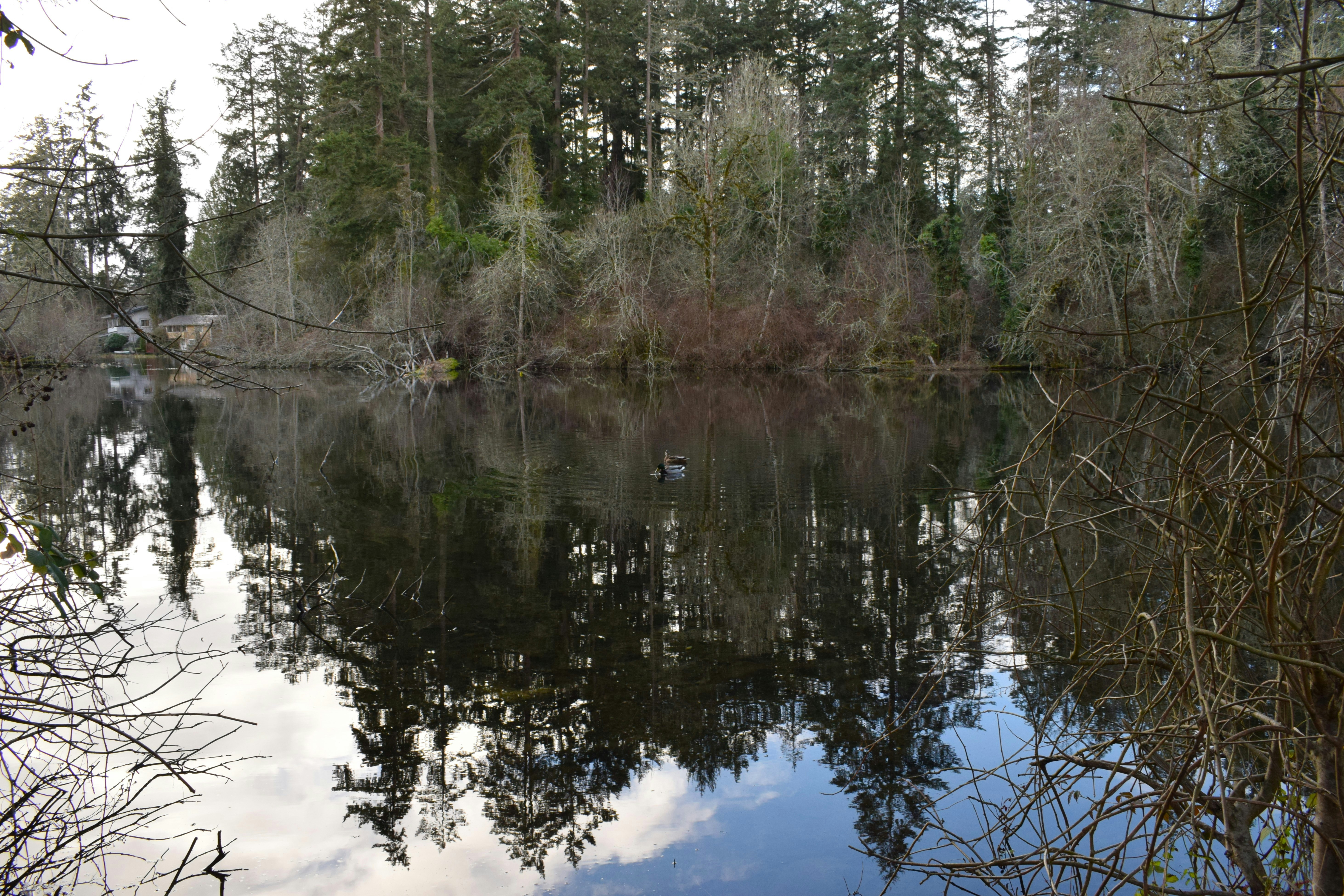 A body of water surrounded by trees and a forest