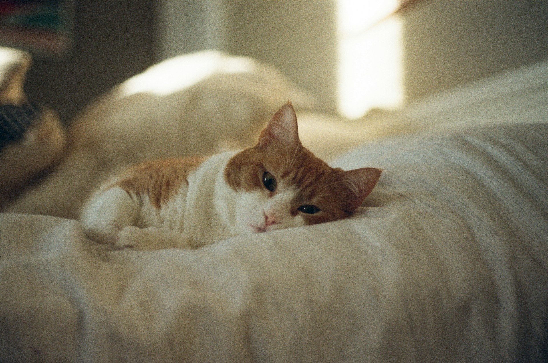An orange and white cat laying on top of a bed