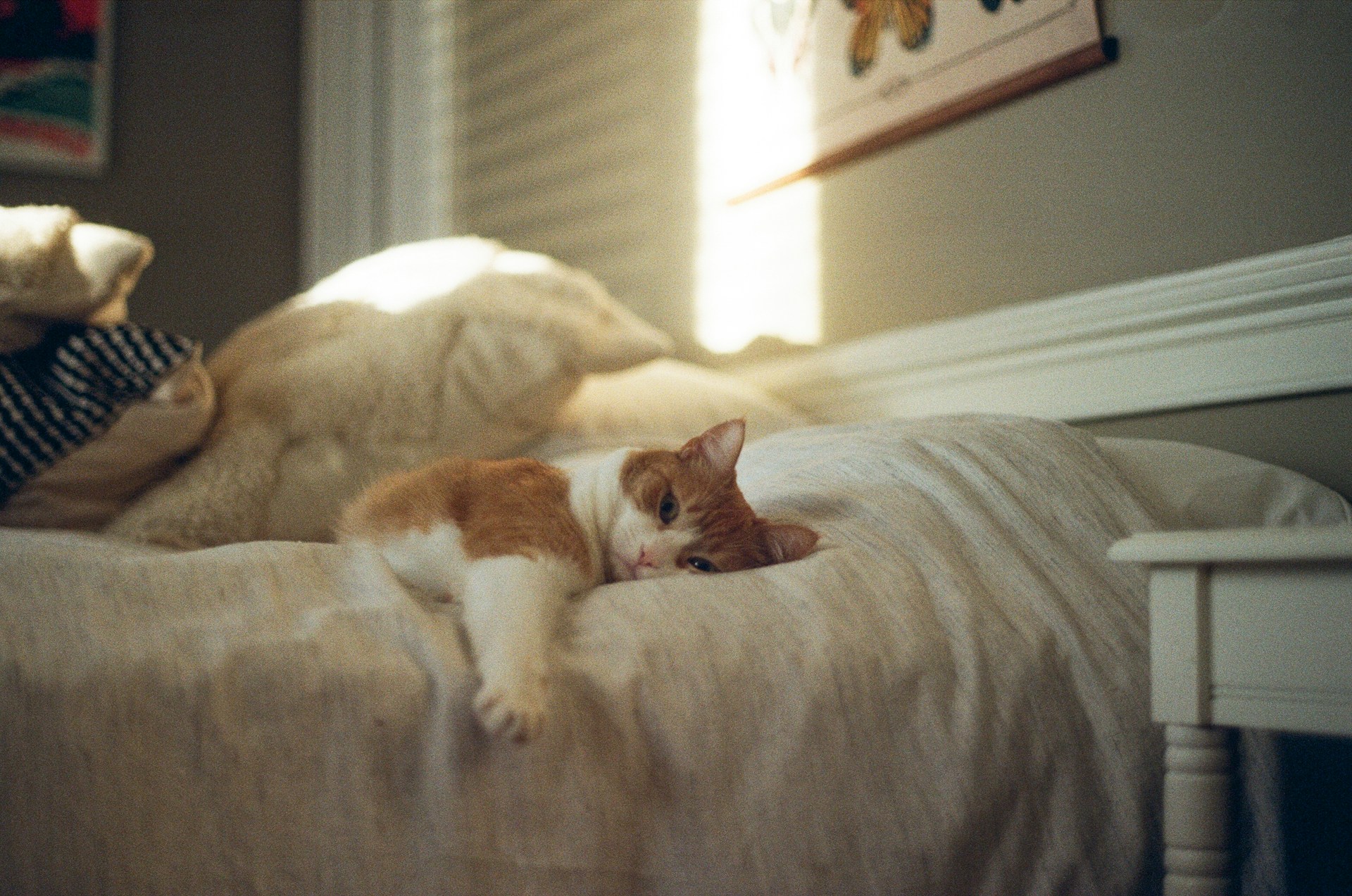 A couple of cats laying on top of a bed