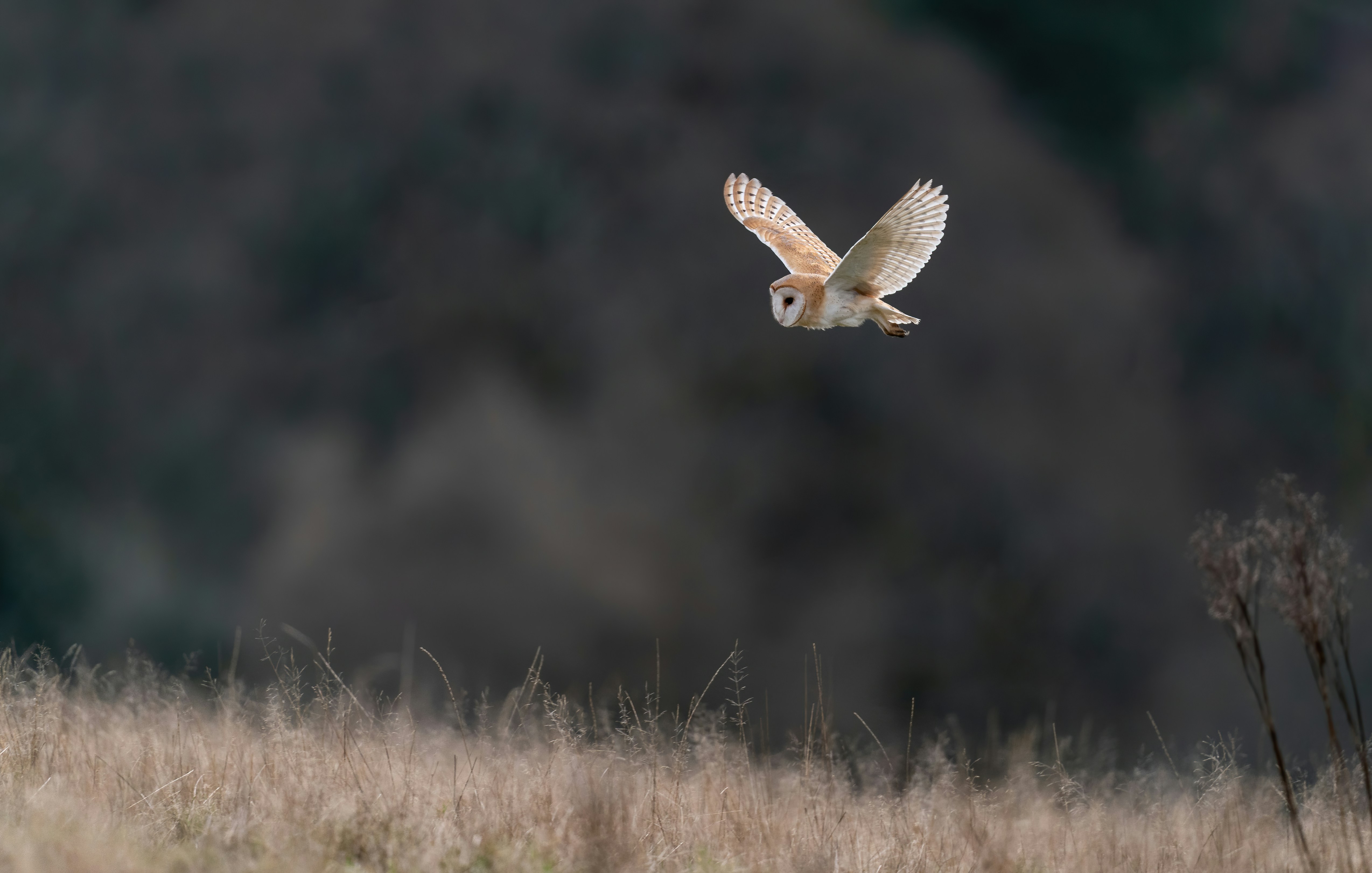 A white bird flying over a dry grass field photo – Free Purple Image on ...