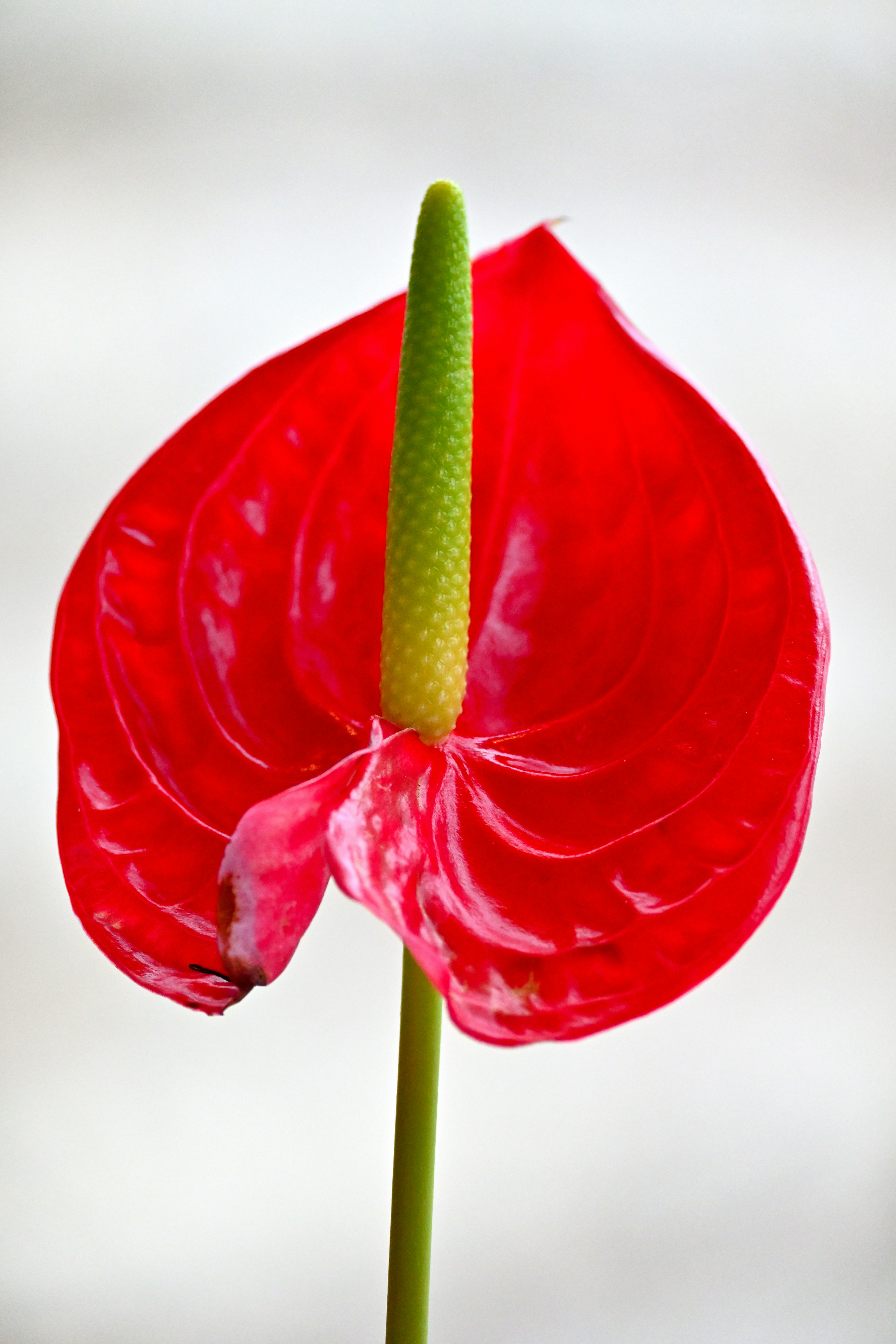 A red flower with a green stem sticking out of it