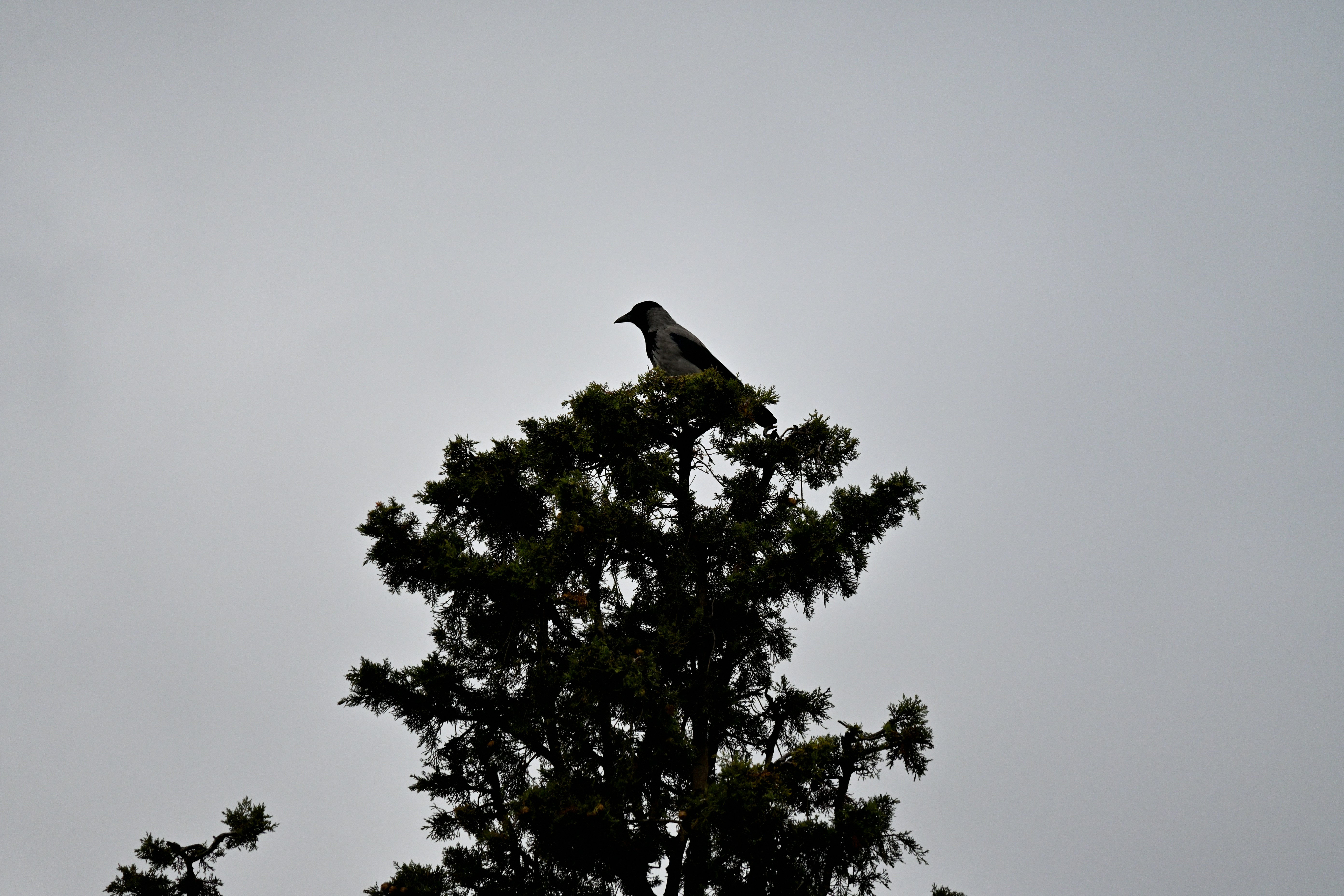 A bird is perched on top of a tree