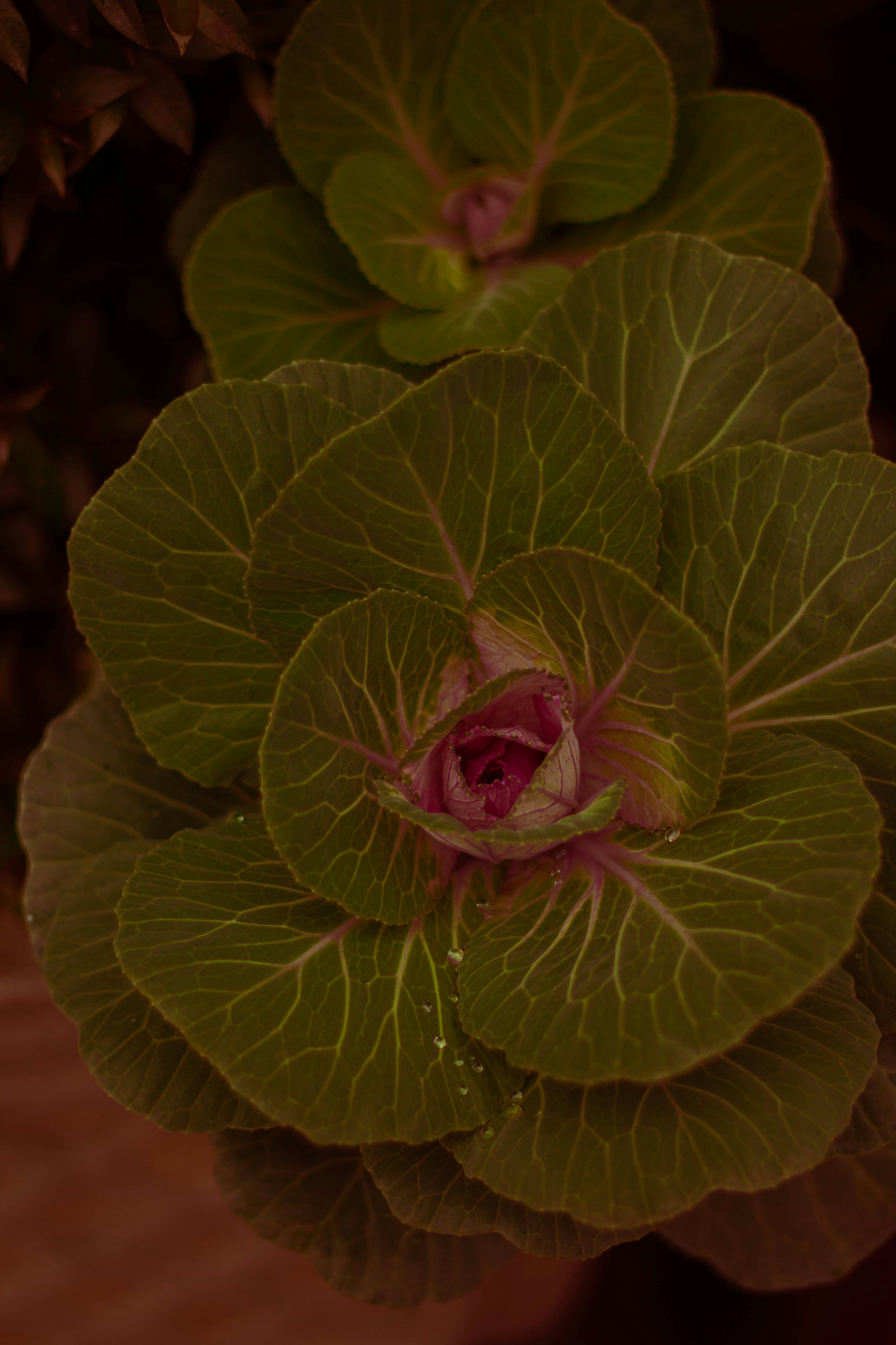 Un primer plano de una planta con hojas verdes