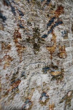A close up of a rock with a tree in the background