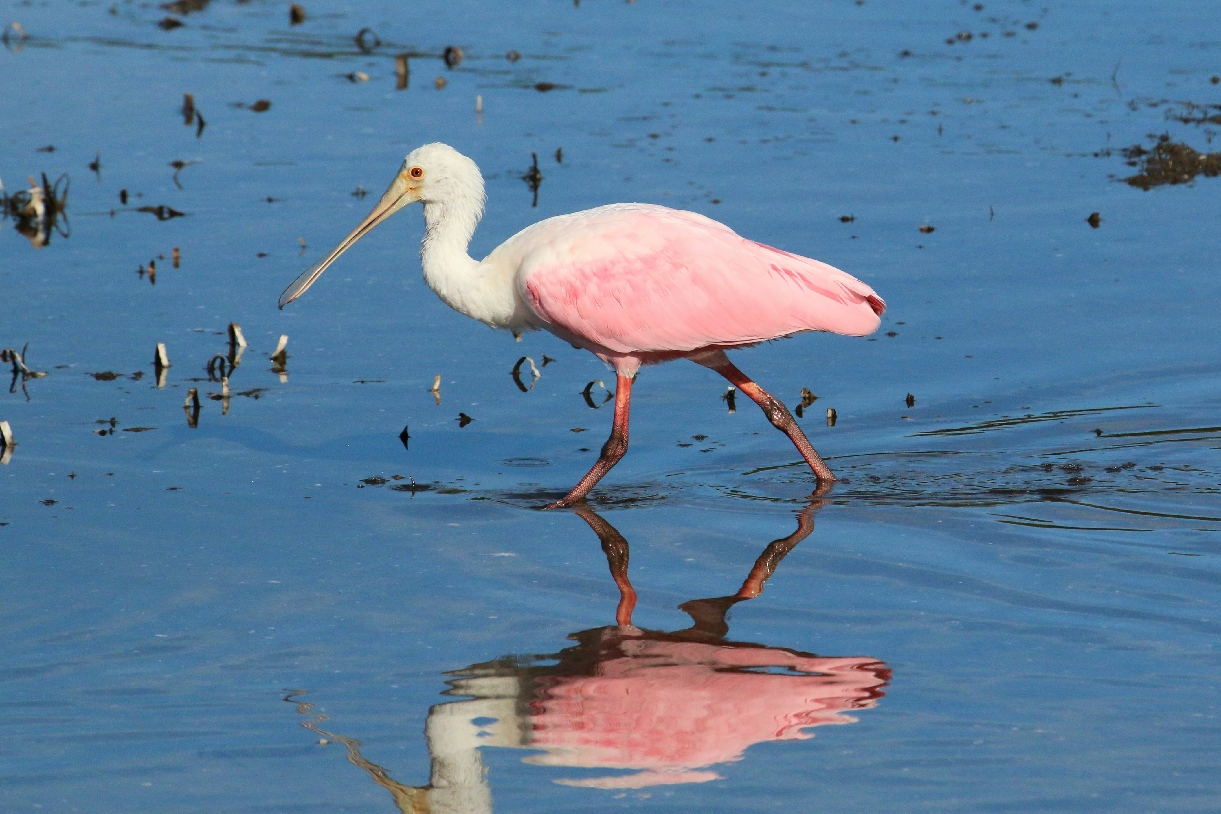 Photo by goldenplover31