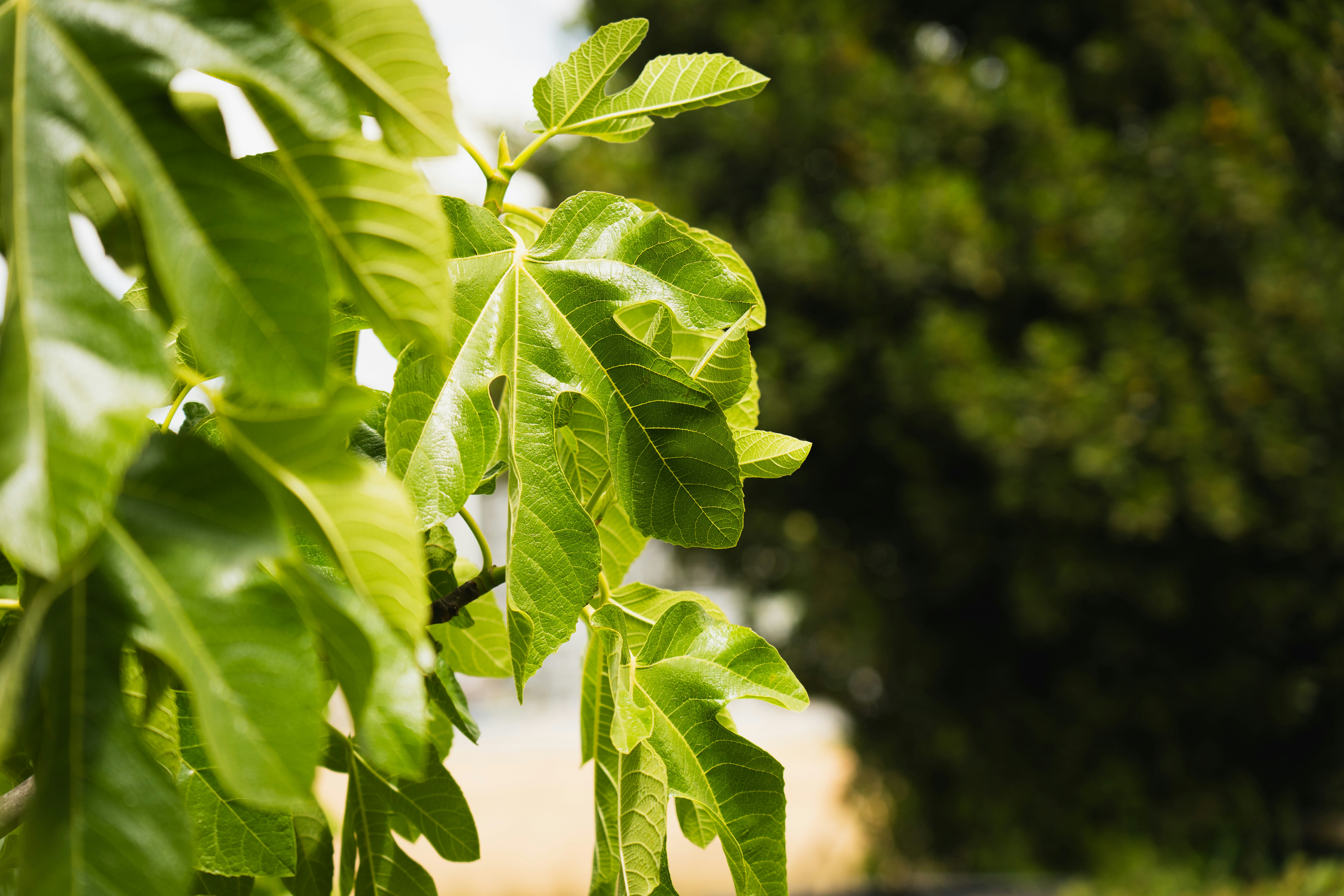 Photo by eden_tuaine