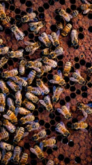 A group of bees sitting on top of a honeycomb